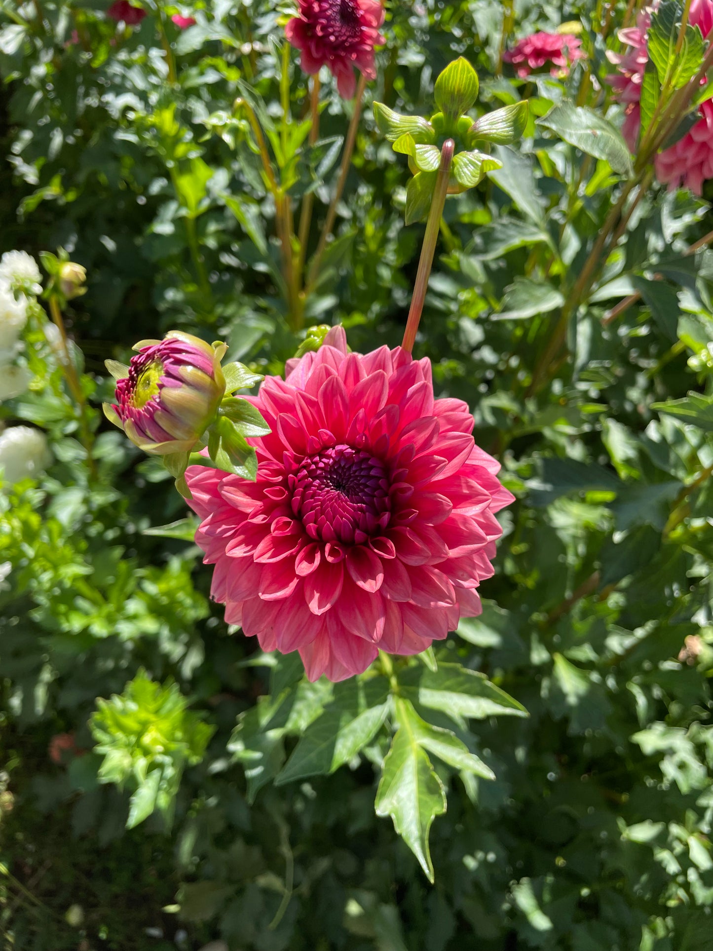Mystique Dahlia Tuber
