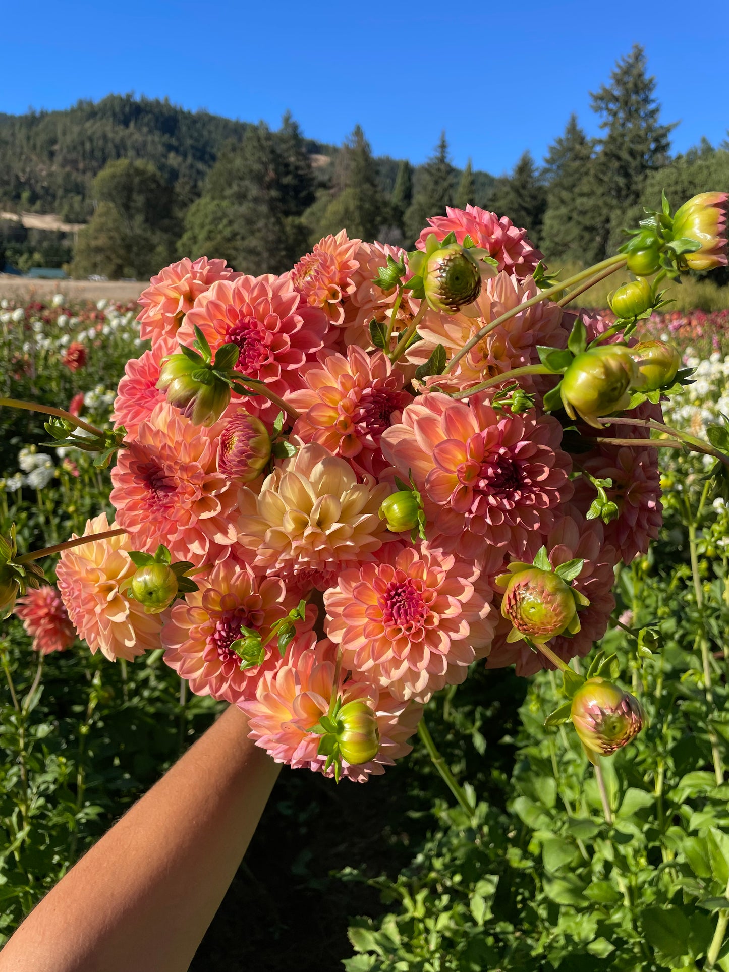 Lark's Ebbe Dahlia Tuber