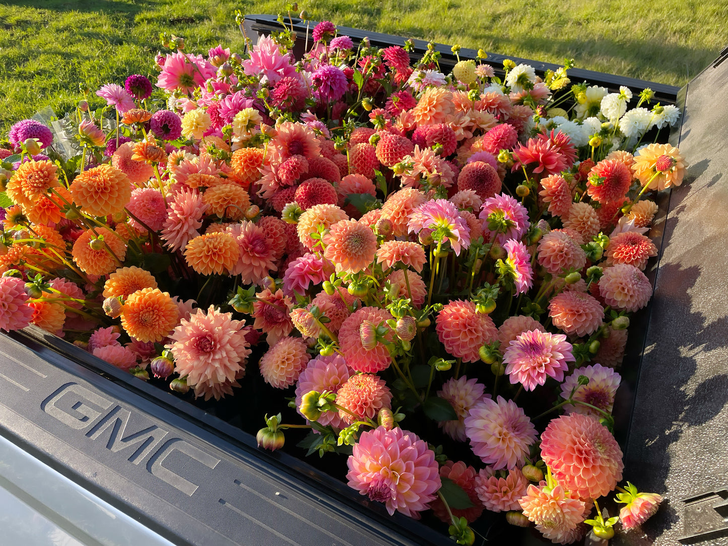 The Delicate Flower Dahlia Collection
