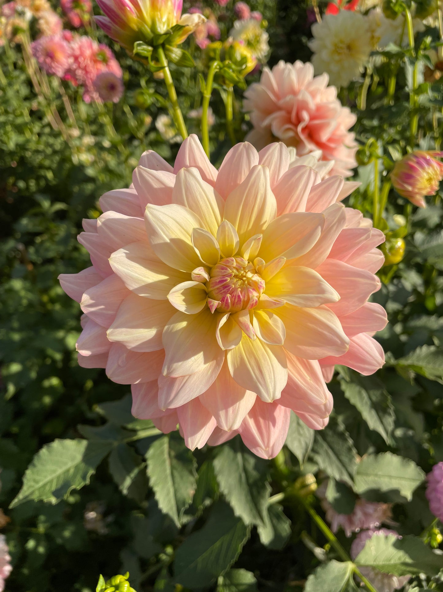 Sheer Heaven Dahlia Tuber