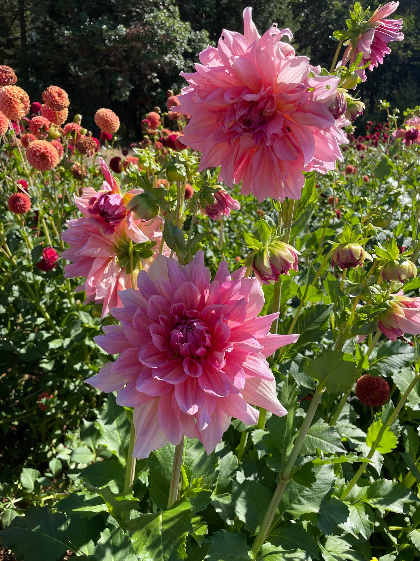 Otto's Thrill Dahlia Tuber