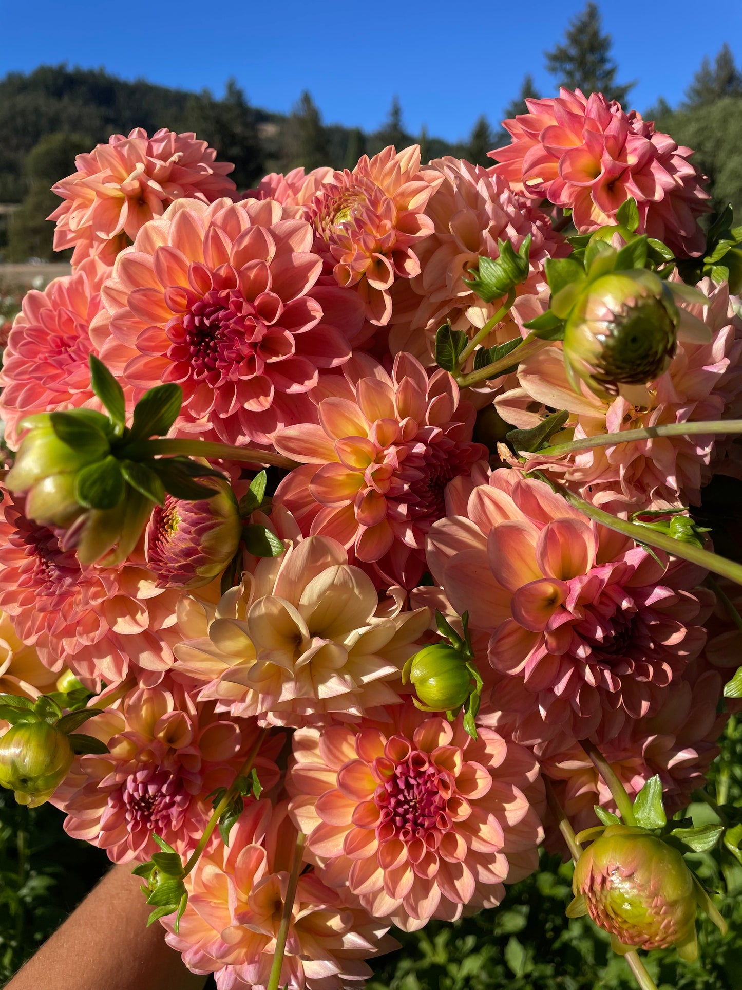 Lark's Ebbe Dahlia Tuber