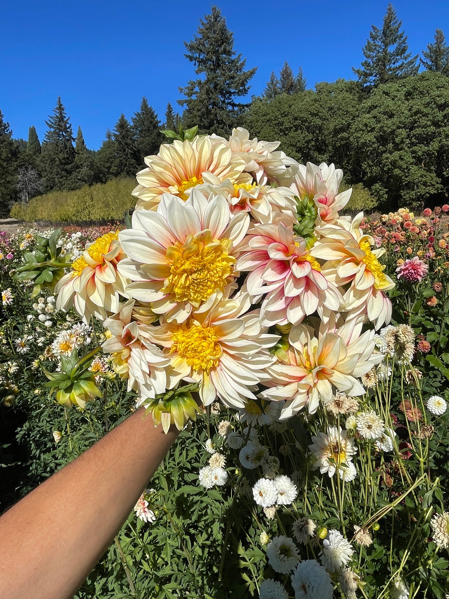 Polka Dahlia Tuber