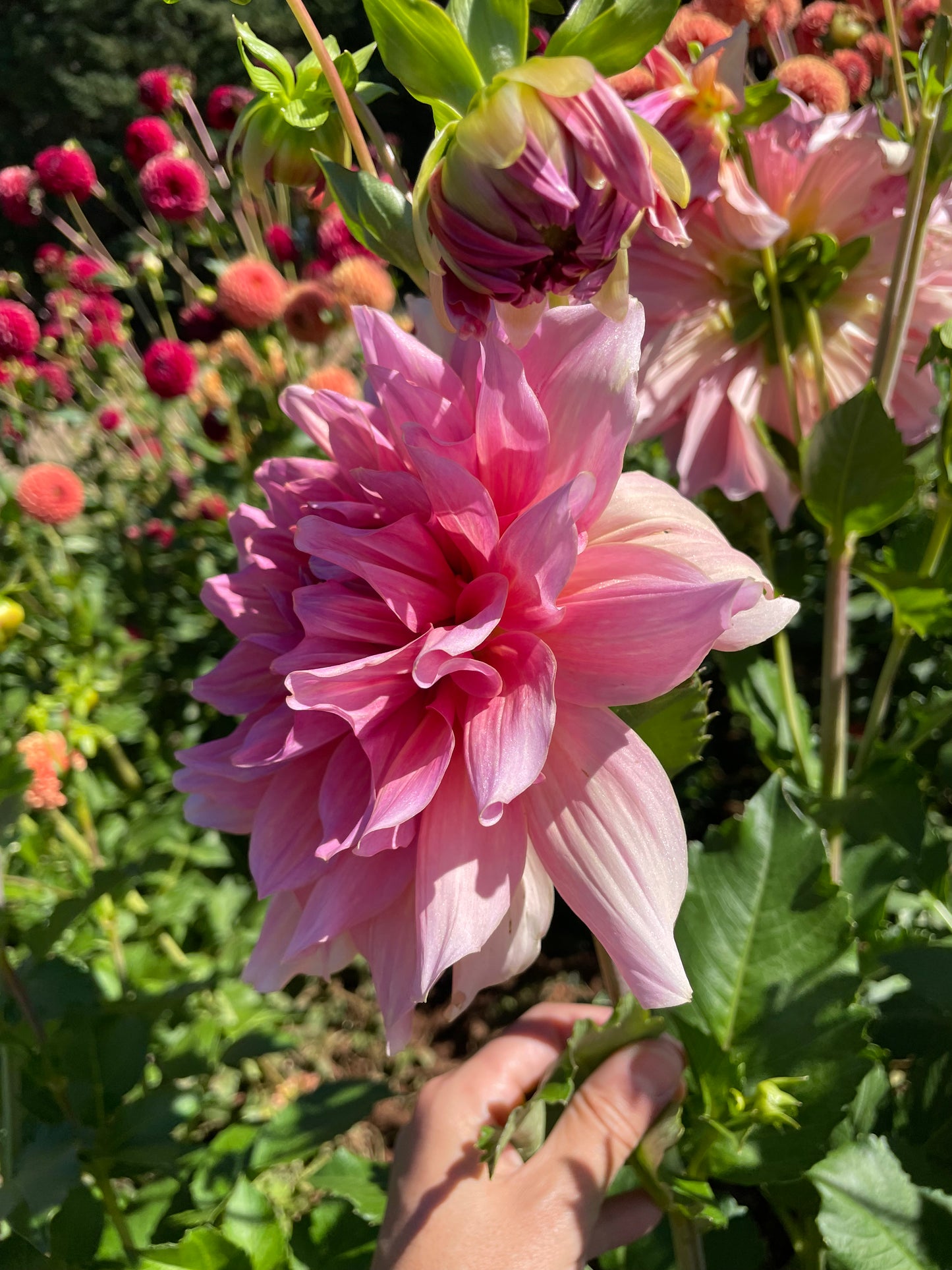 Otto's Thrill Dahlia Tuber