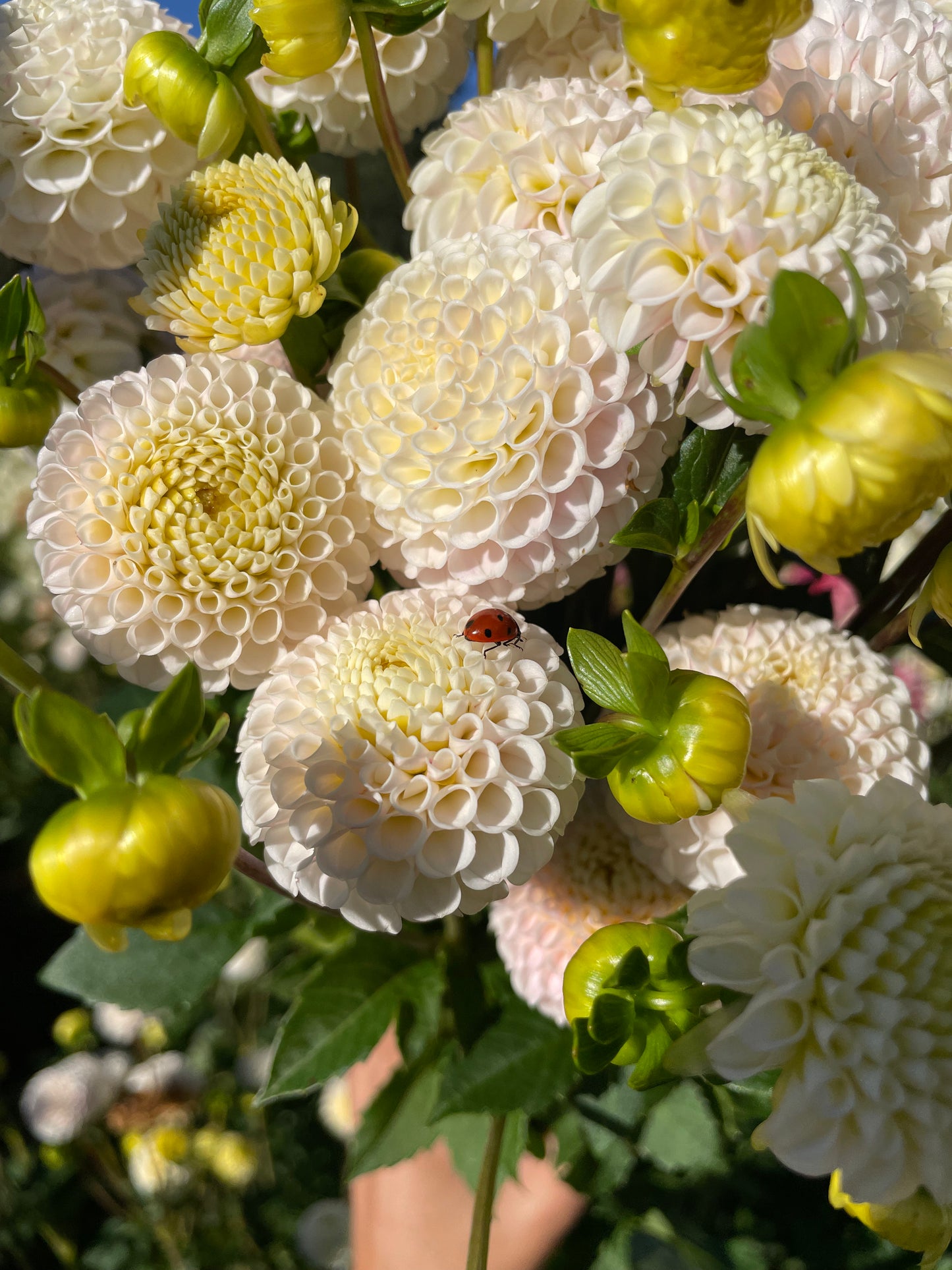 Small World Dahlia Tuber