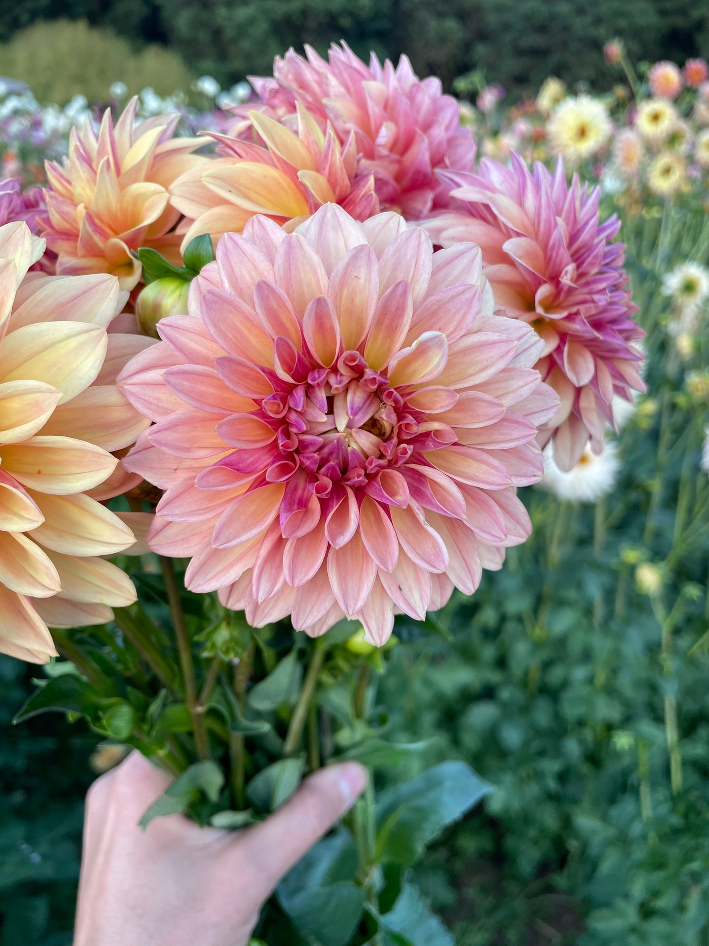 Miss Amara Dahlia Tuber