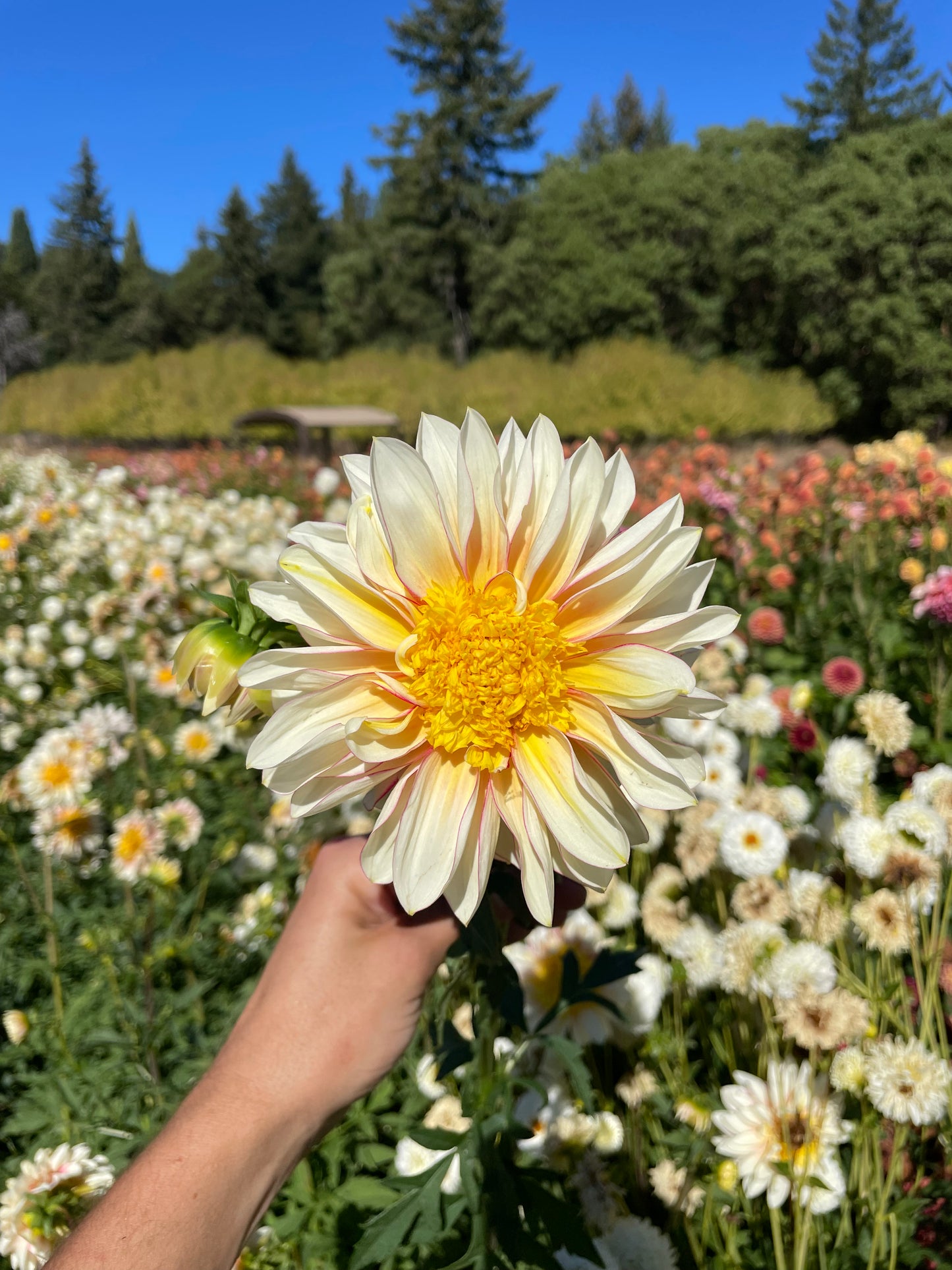 Polka Dahlia Tuber