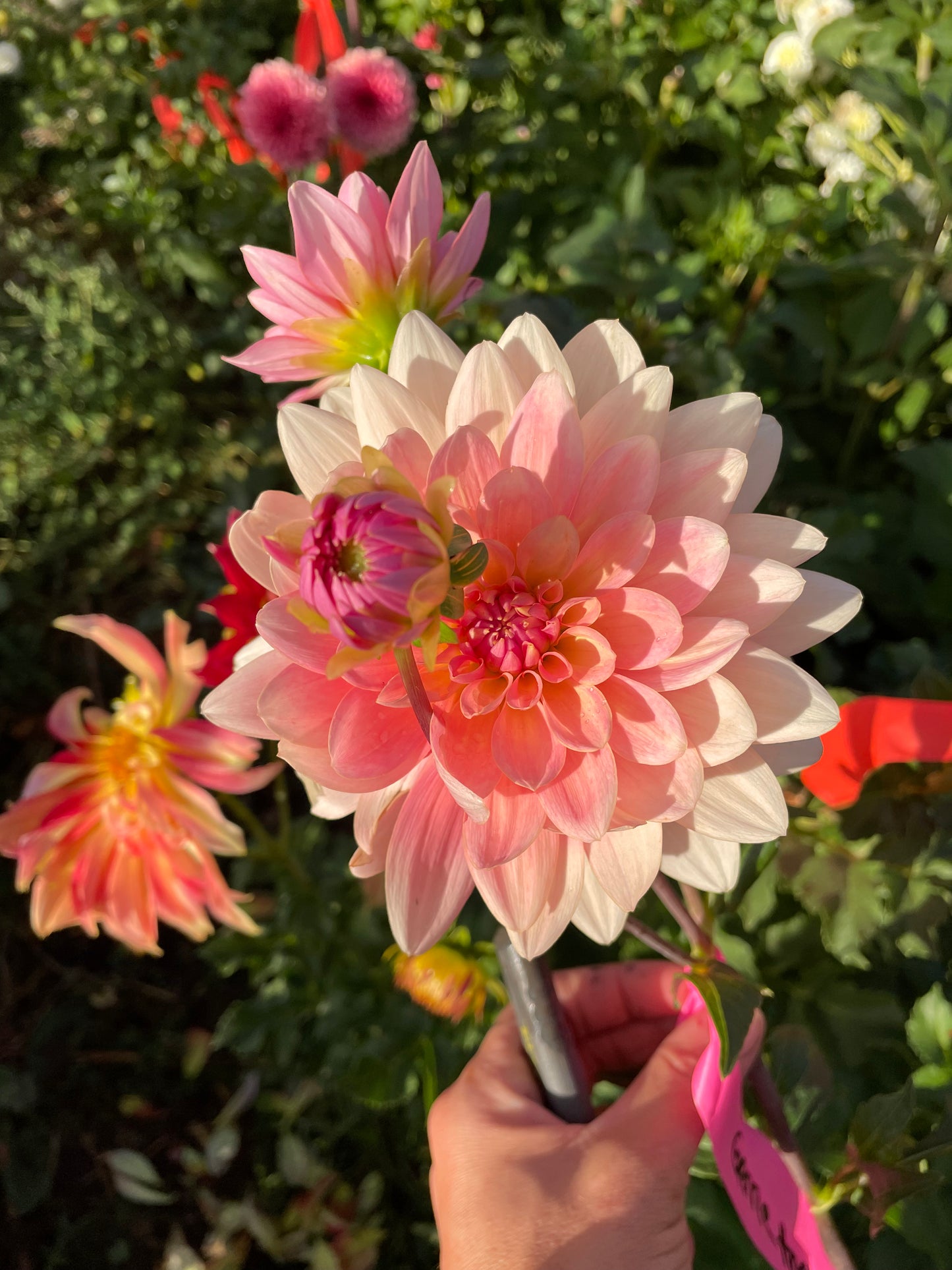 Gerrie Hoek Dahlia Tuber