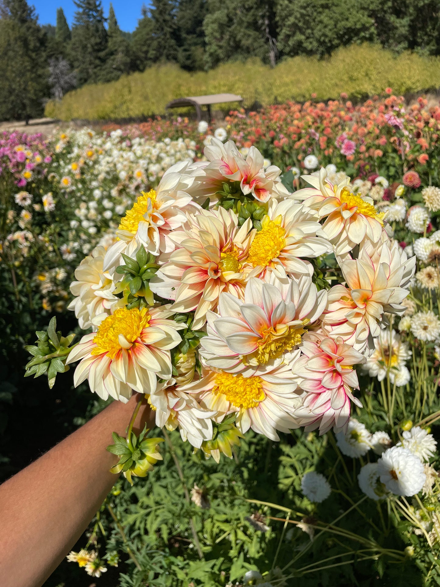Polka Dahlia Tuber