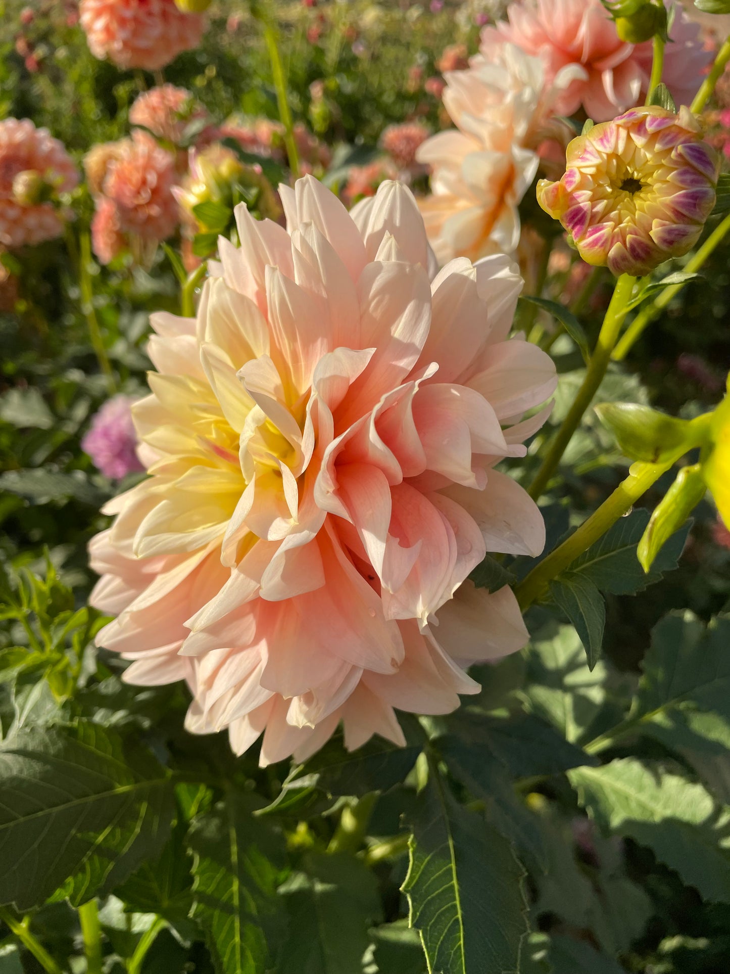 Sheer Heaven Dahlia Tuber