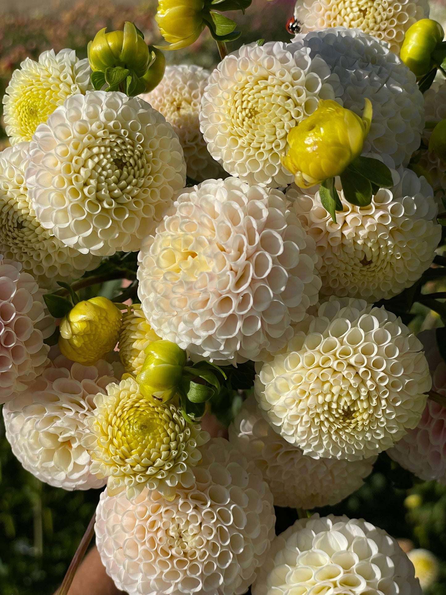 Small World Dahlia Tuber