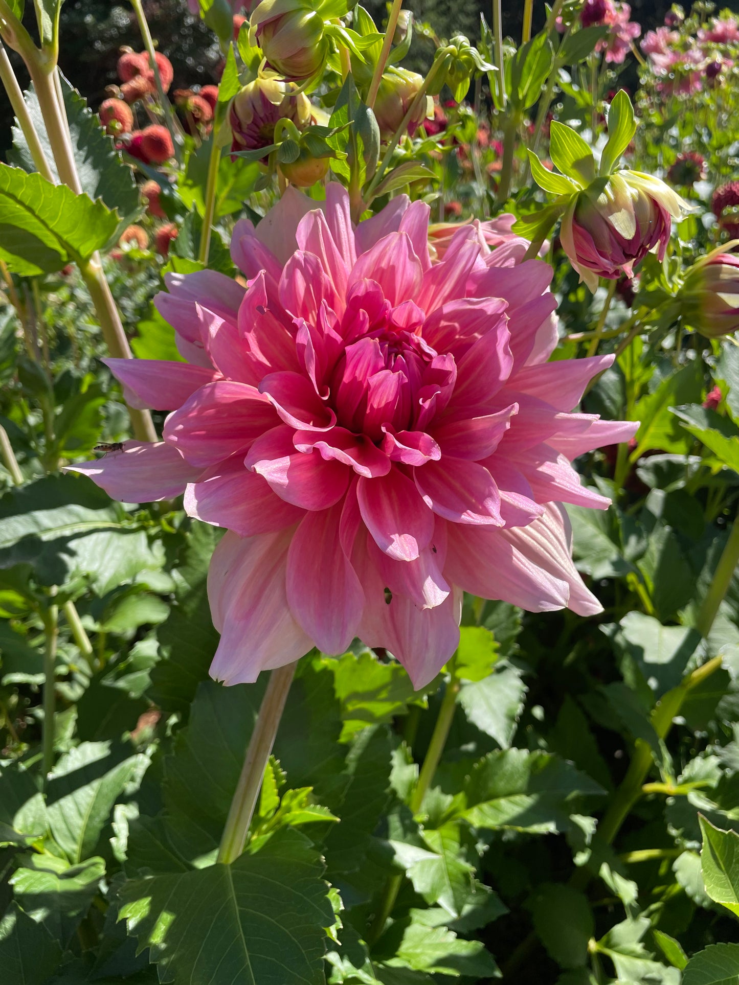 Otto's Thrill Dahlia Tuber