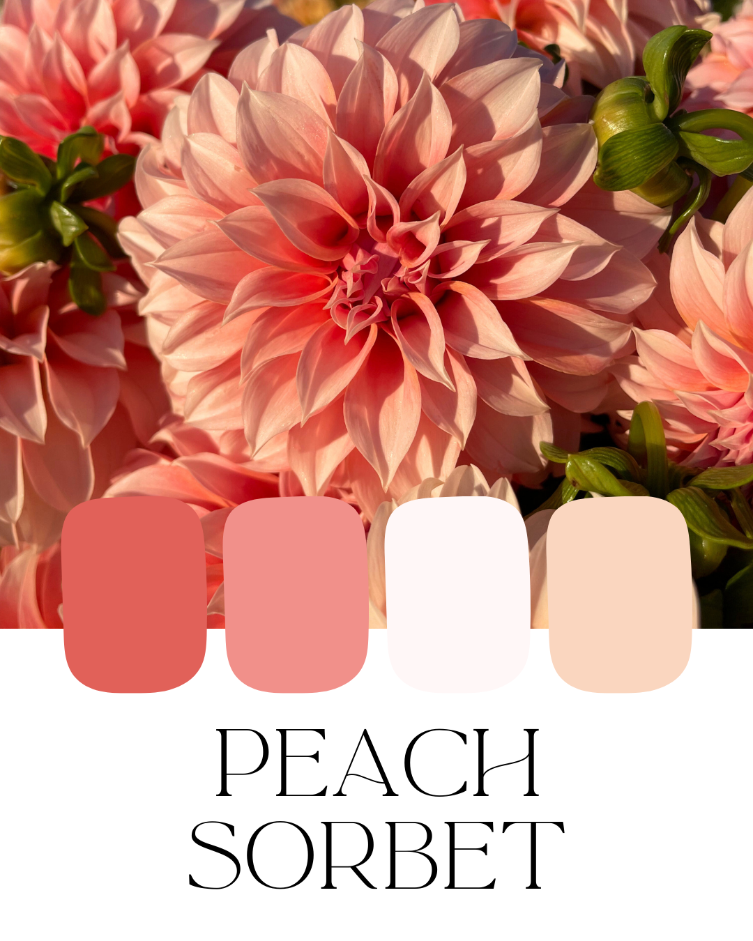 Farm-Fresh Dahlias - Peach Sorbet Mix