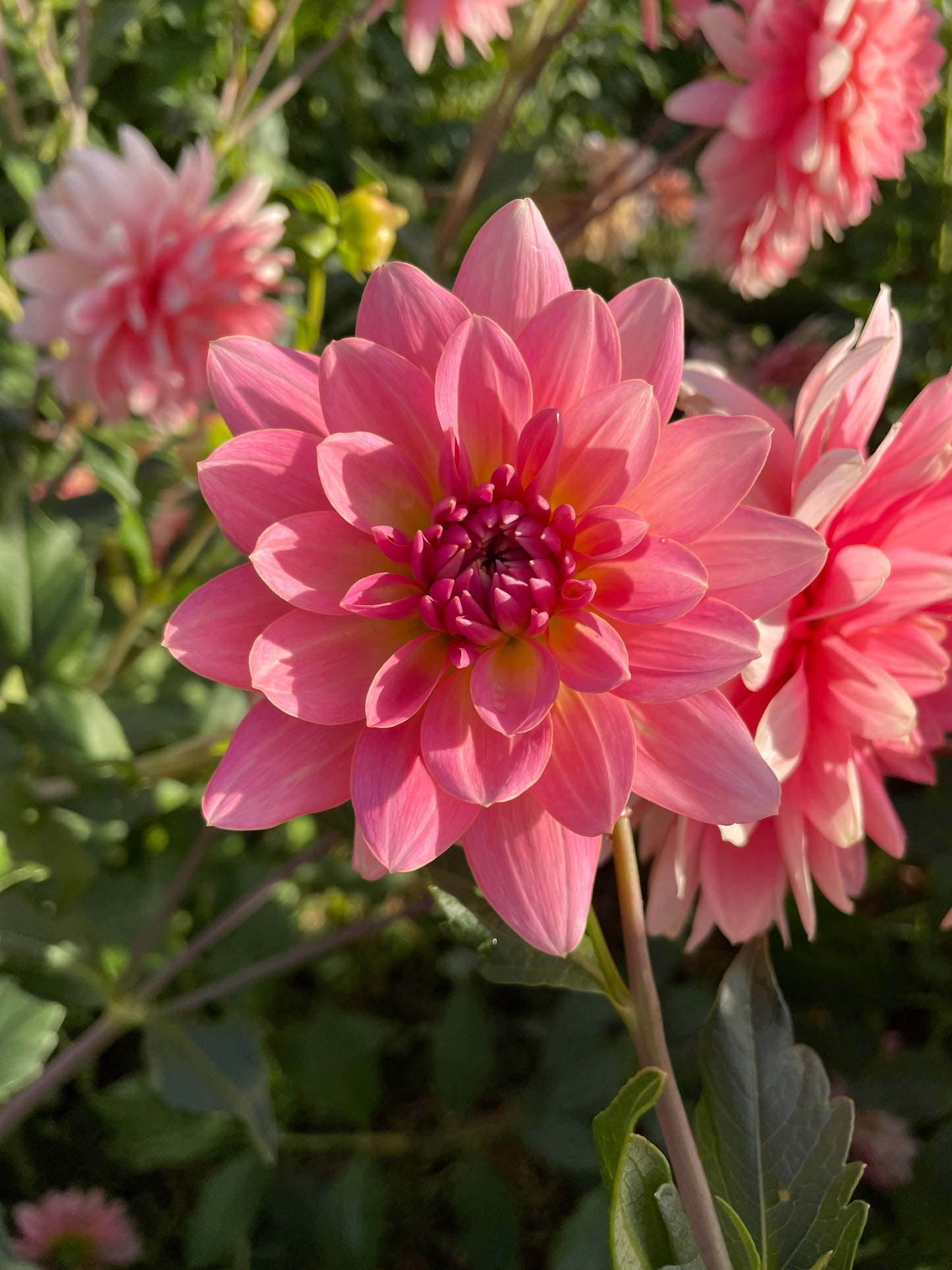 Gerrie Hoek Dahlia Tuber