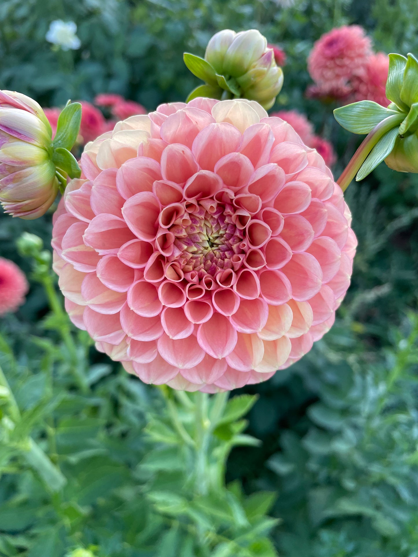 Snoho Doris Dahlia Tuber