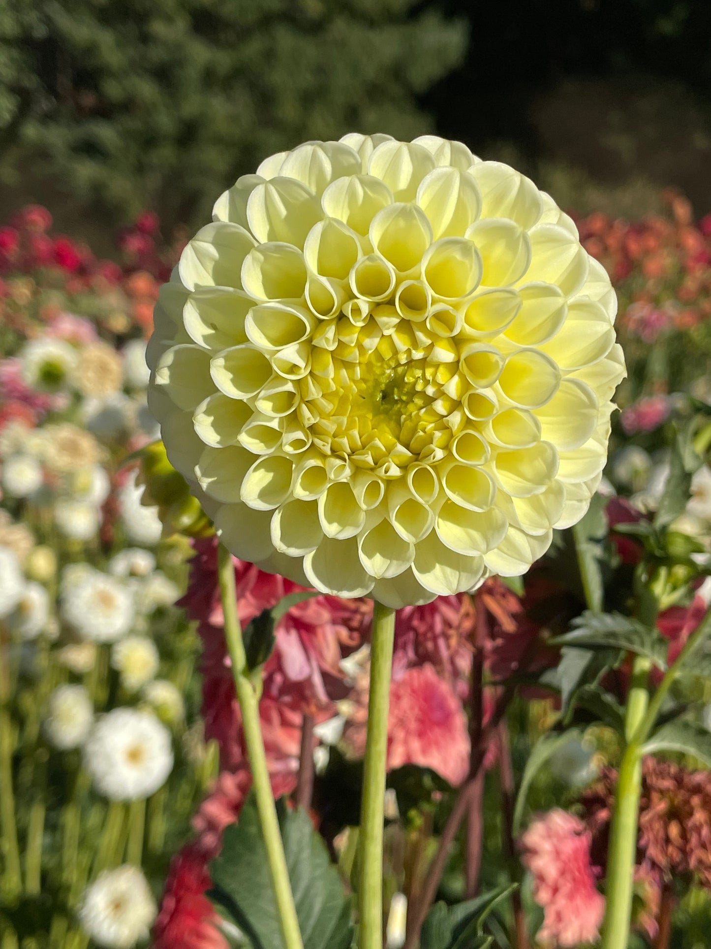 MM Buttercream Dahlia Tuber