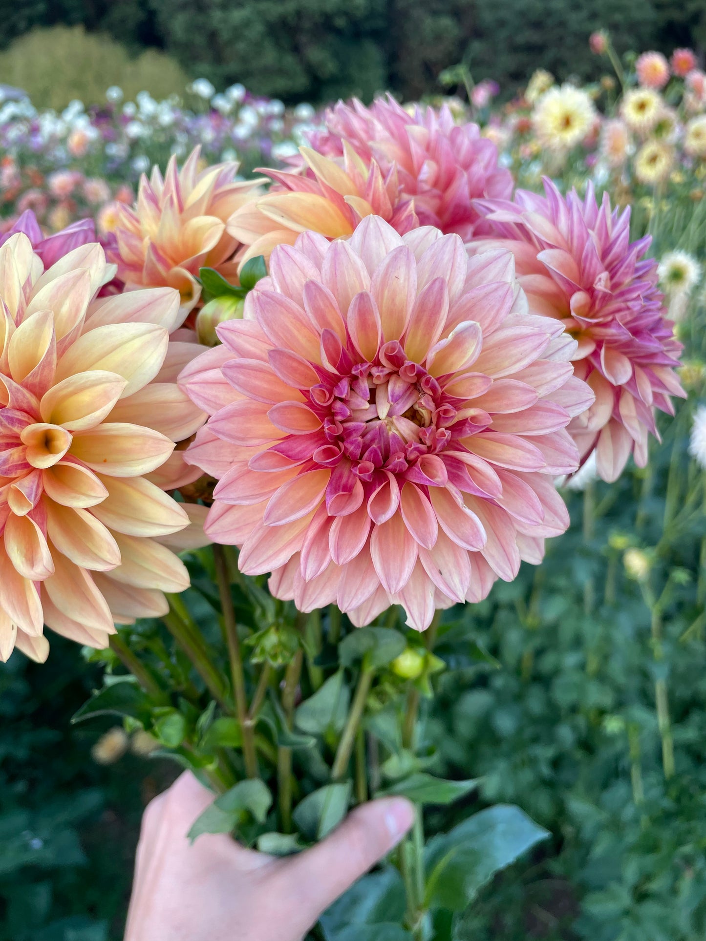 Miss Amara Dahlia Tuber