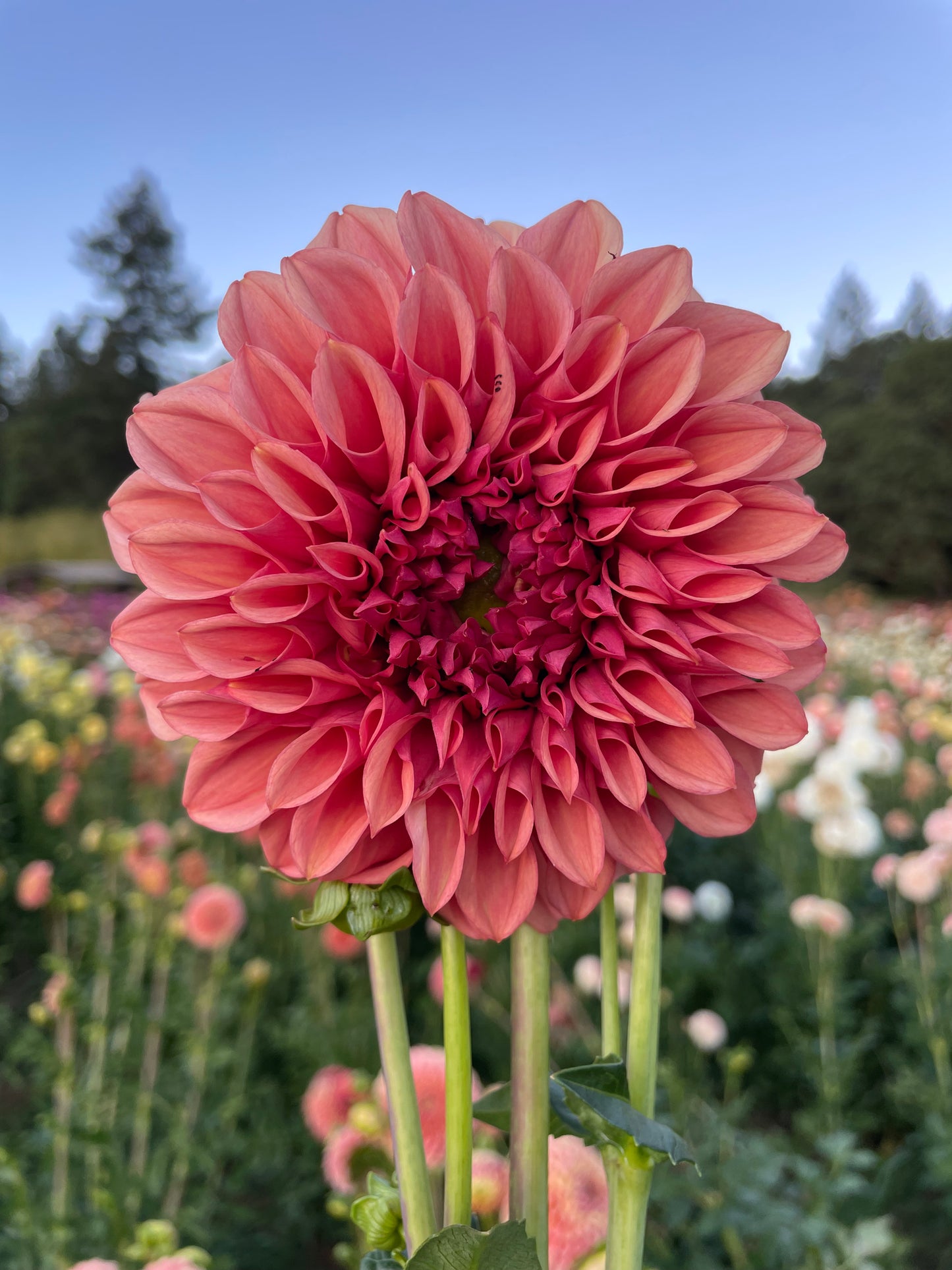 Orange Globe Dahlia Tuber