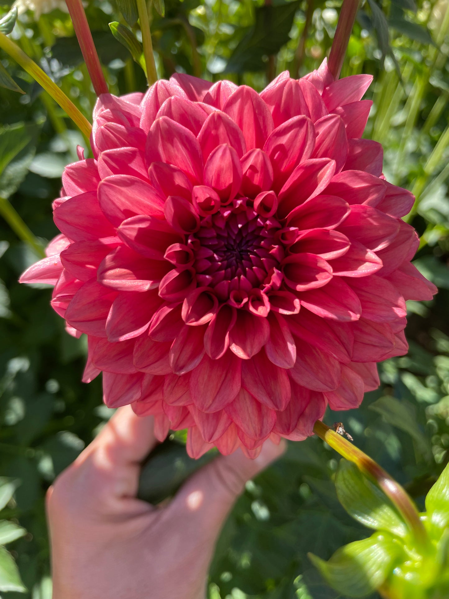 Mystique Dahlia Tuber