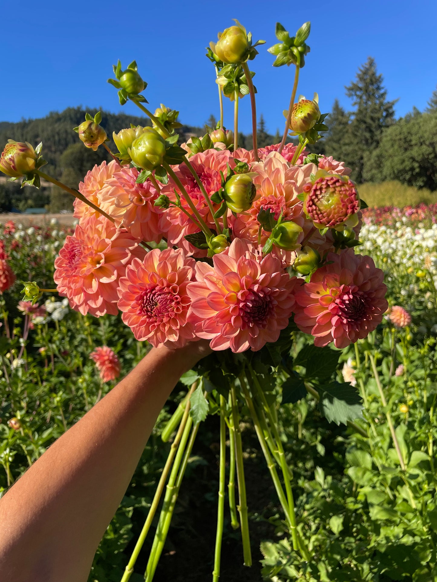 Lark's Ebbe Dahlia Tuber