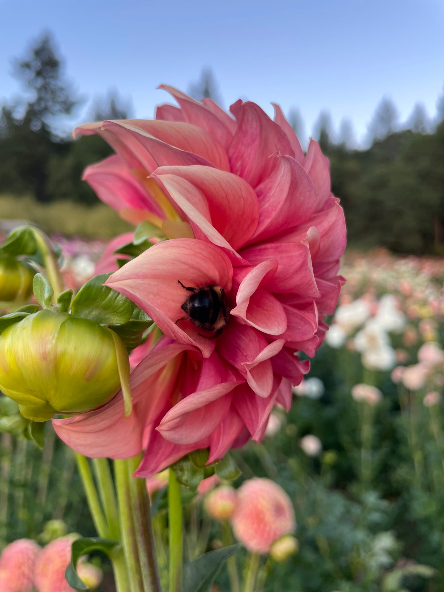 Orange Globe Dahlia Tuber
