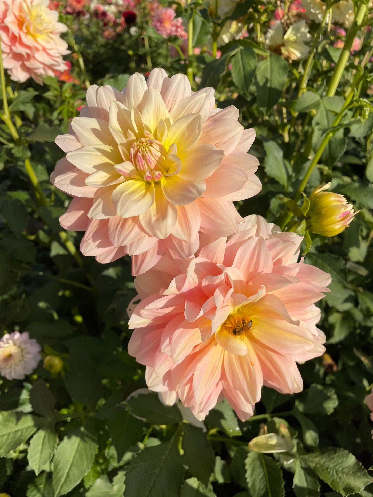 Sheer Heaven Dahlia Tuber