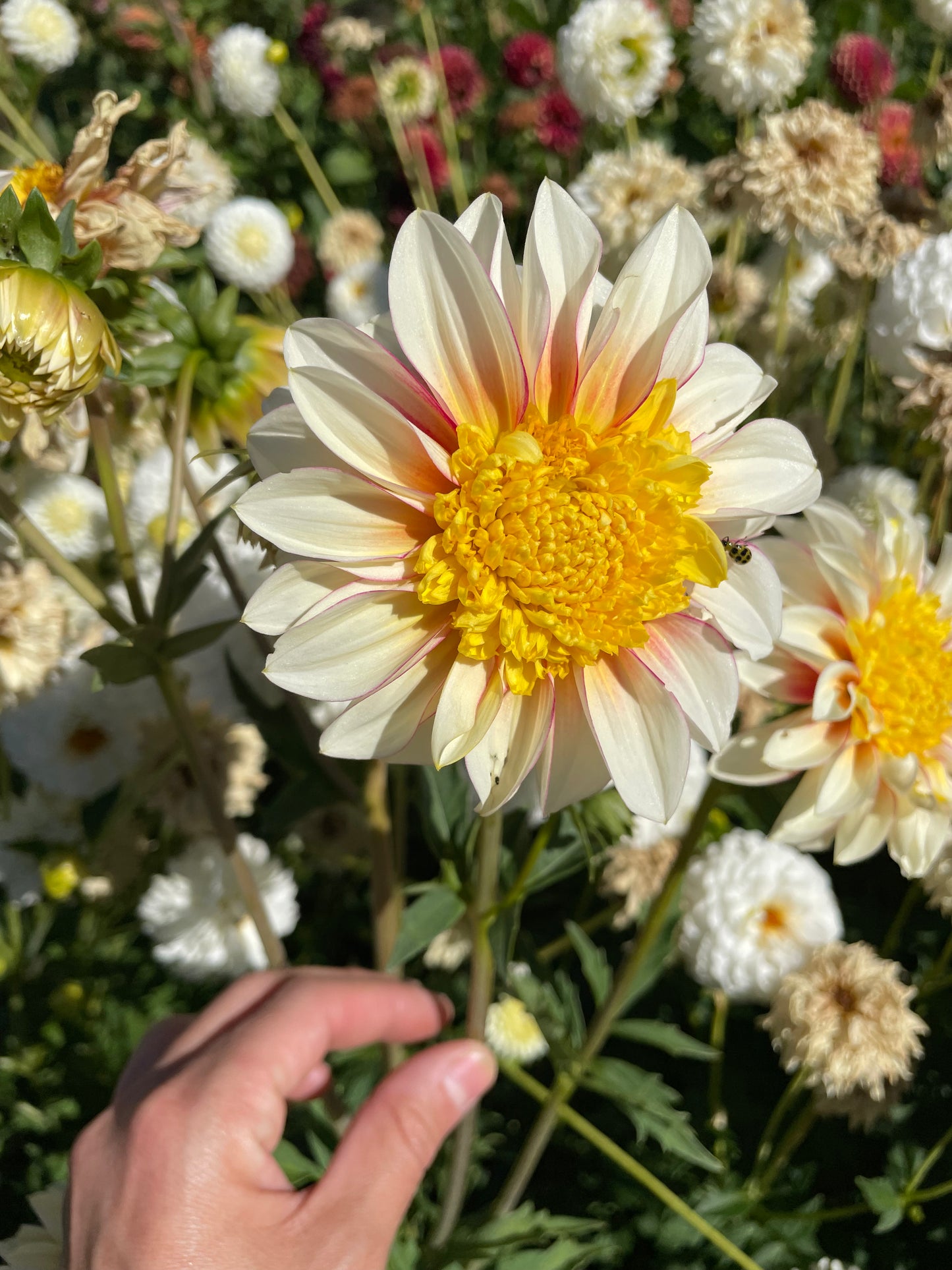 Polka Dahlia Tuber