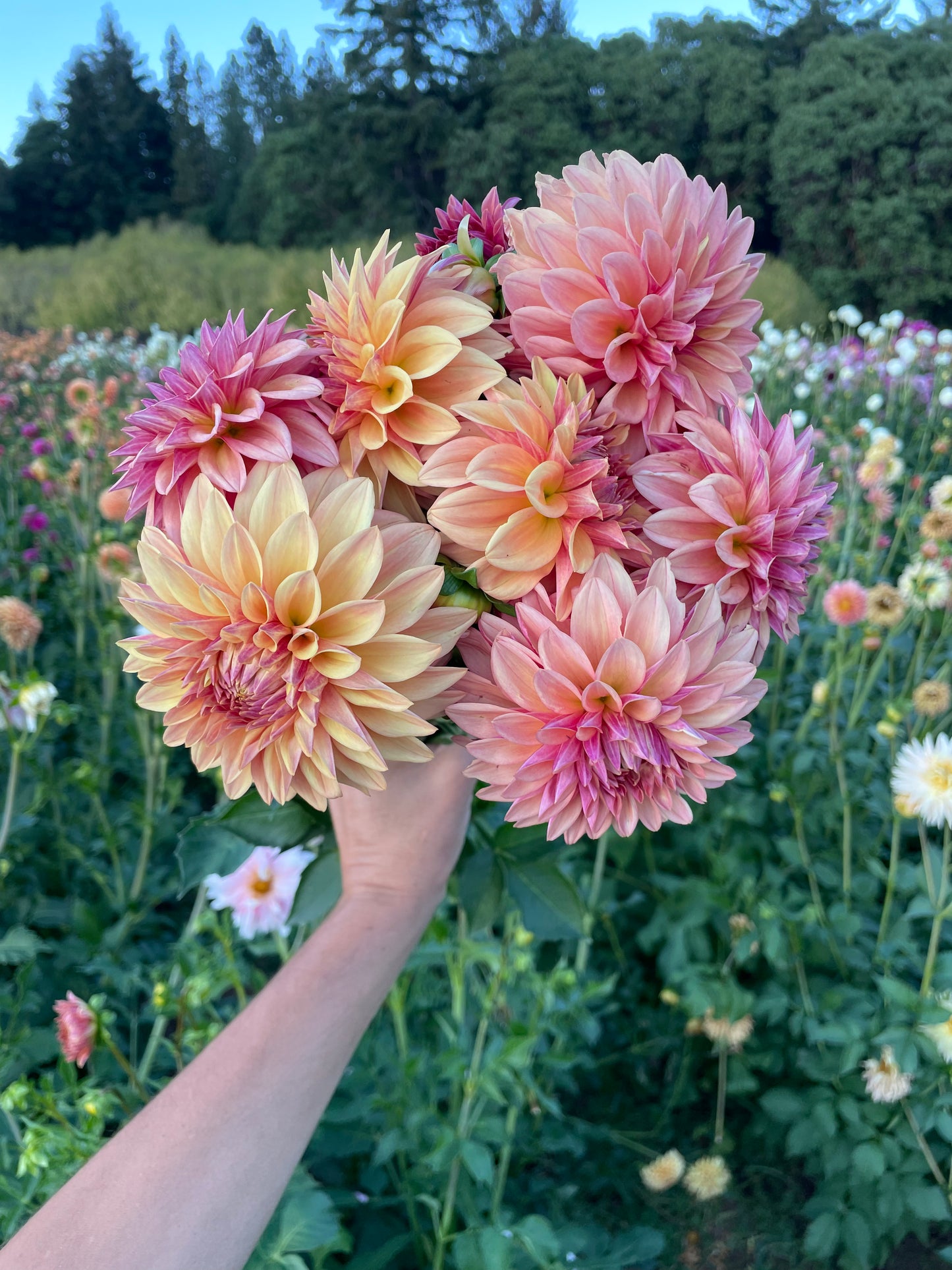 Miss Amara Dahlia Tuber