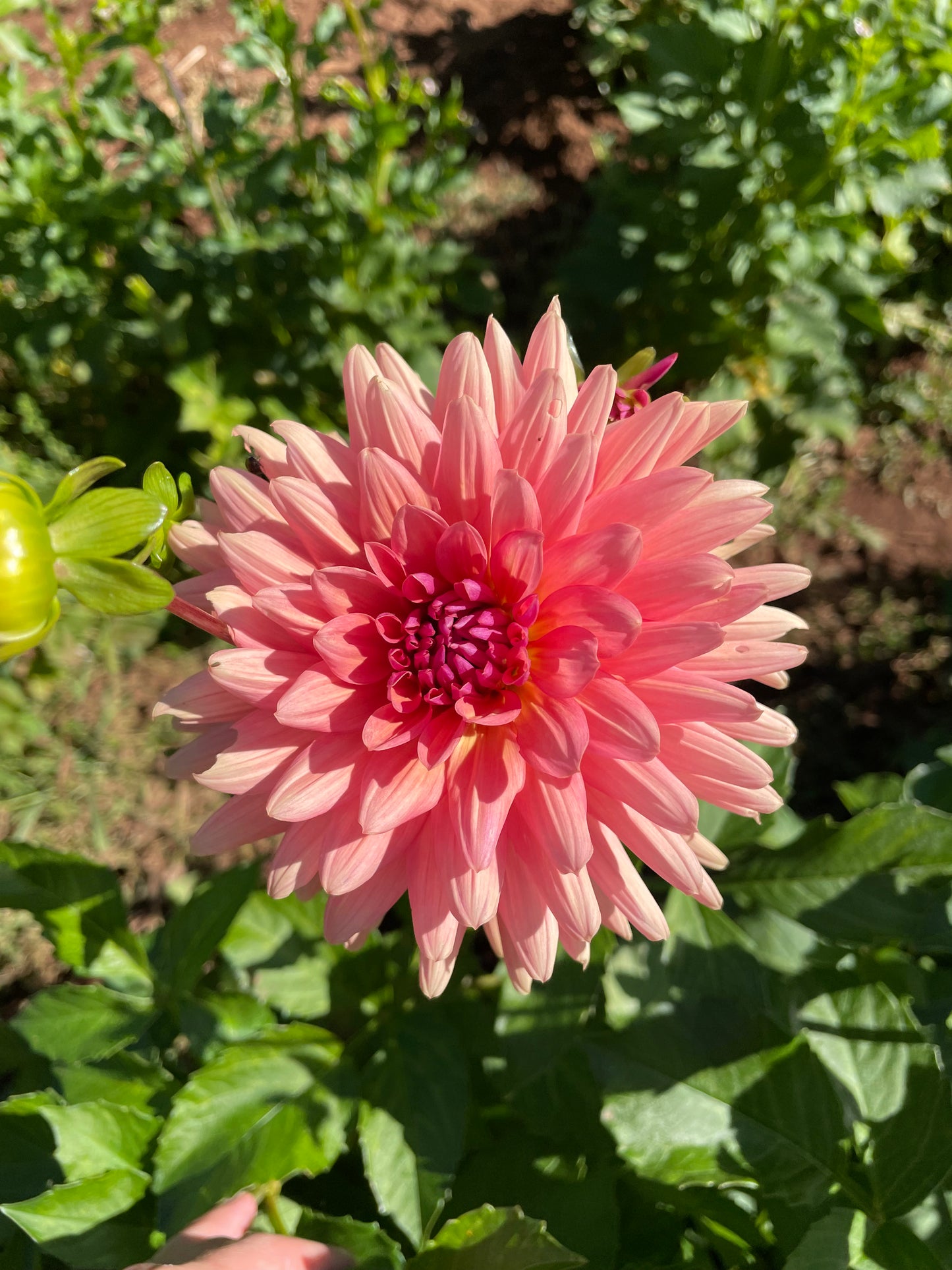 Preference Dahlia Tuber