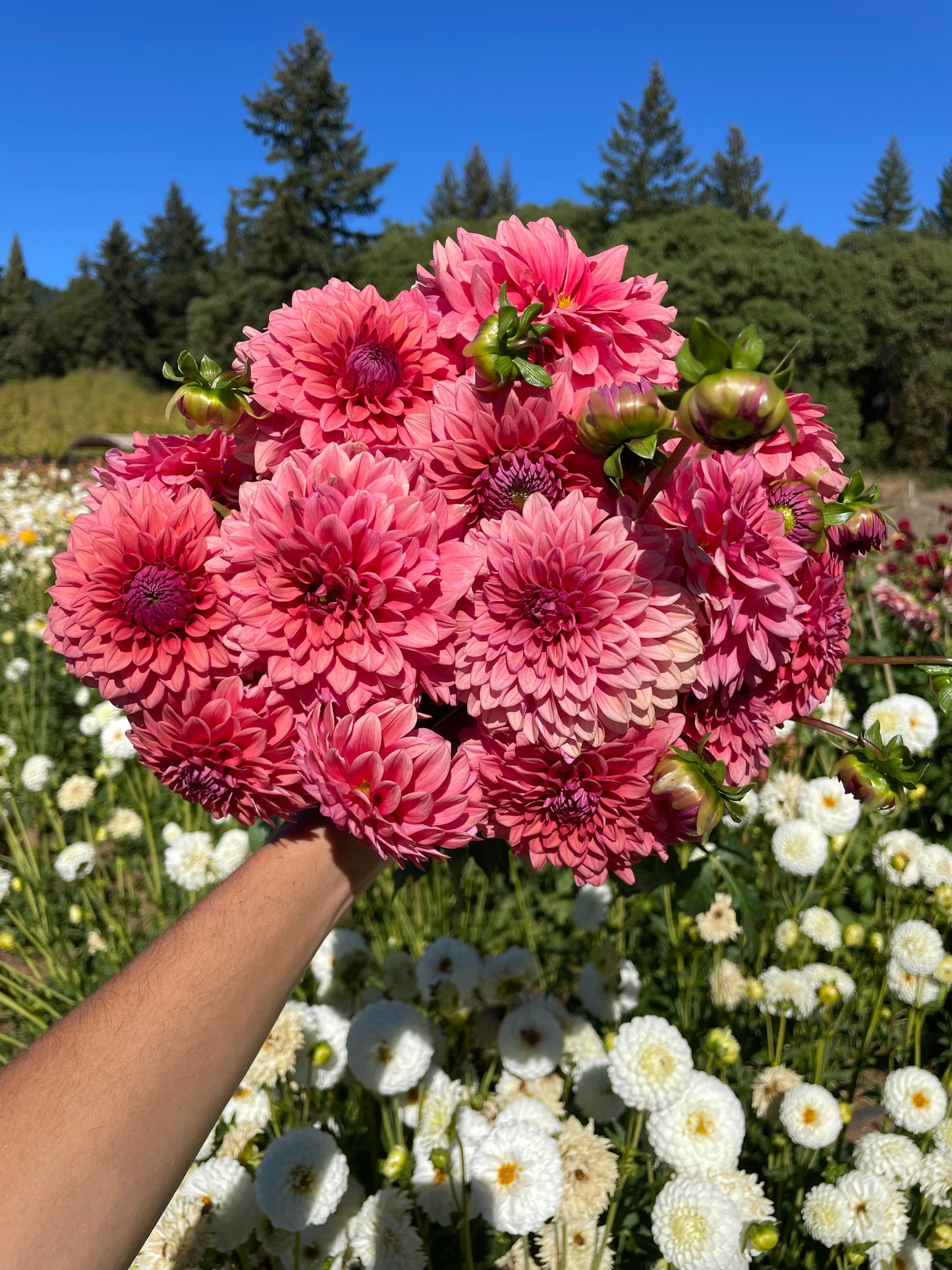 Mystique Dahlia Tuber
