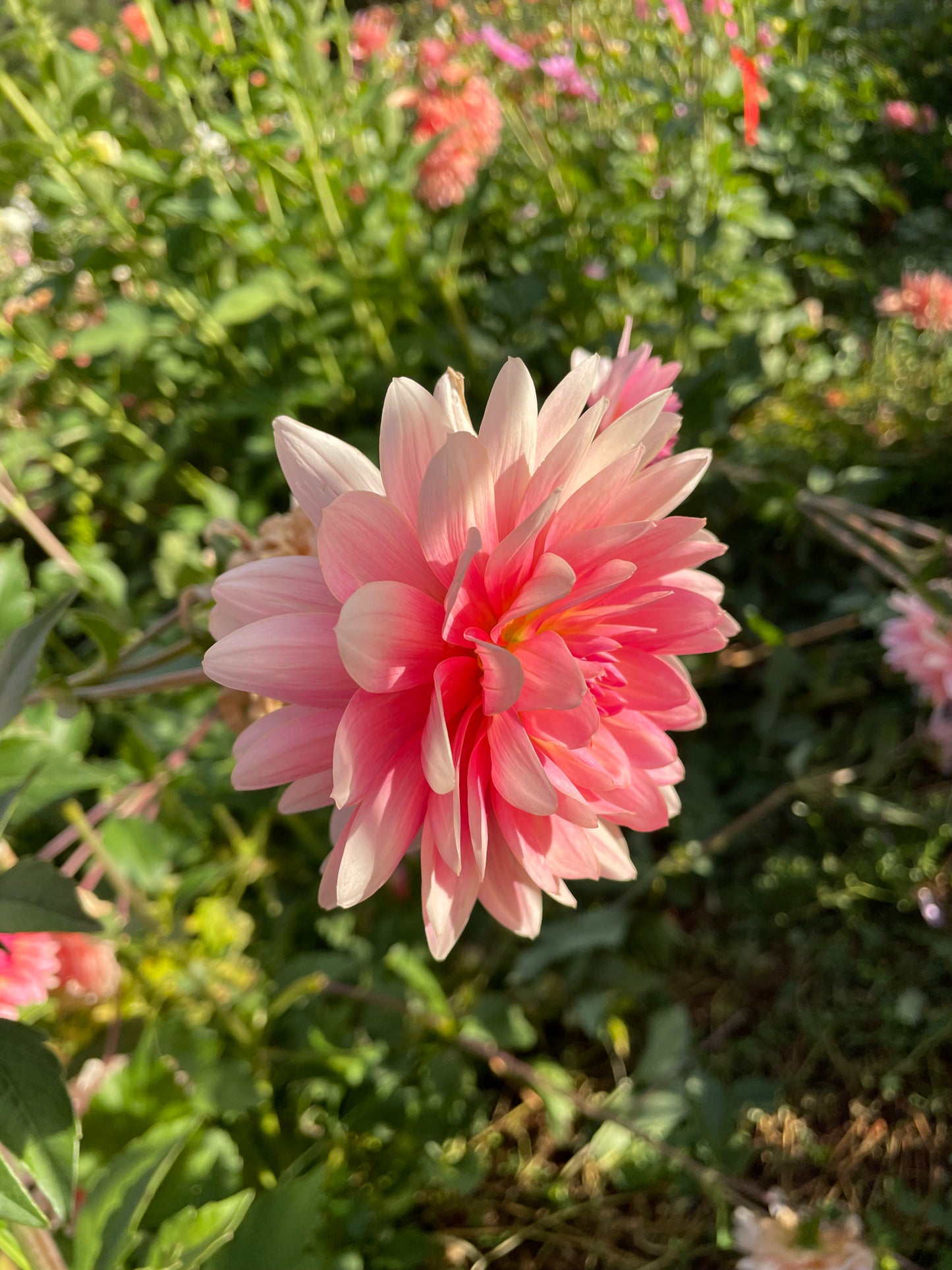Gerrie Hoek Dahlia Tuber