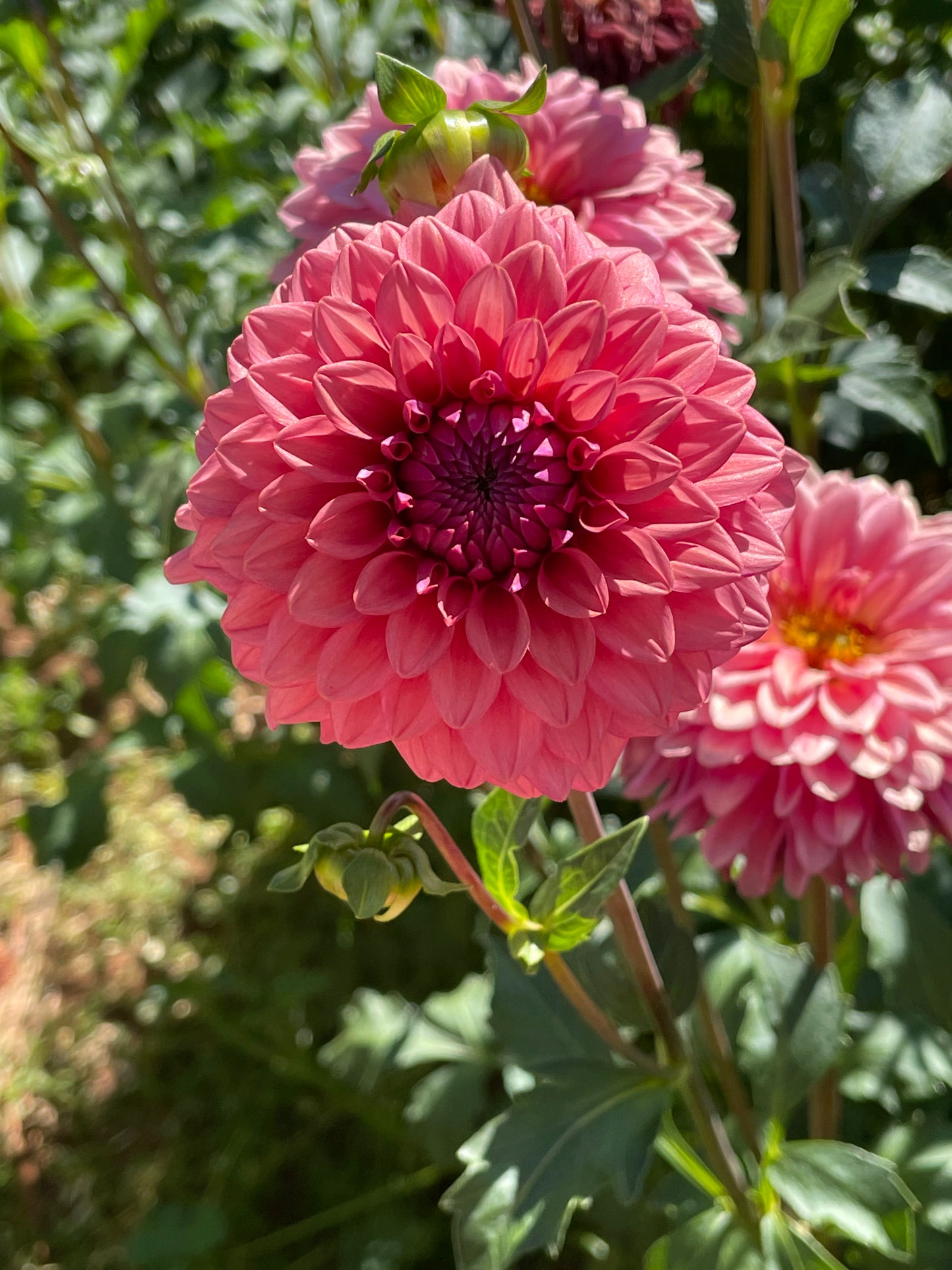 Mystique Dahlia Tuber