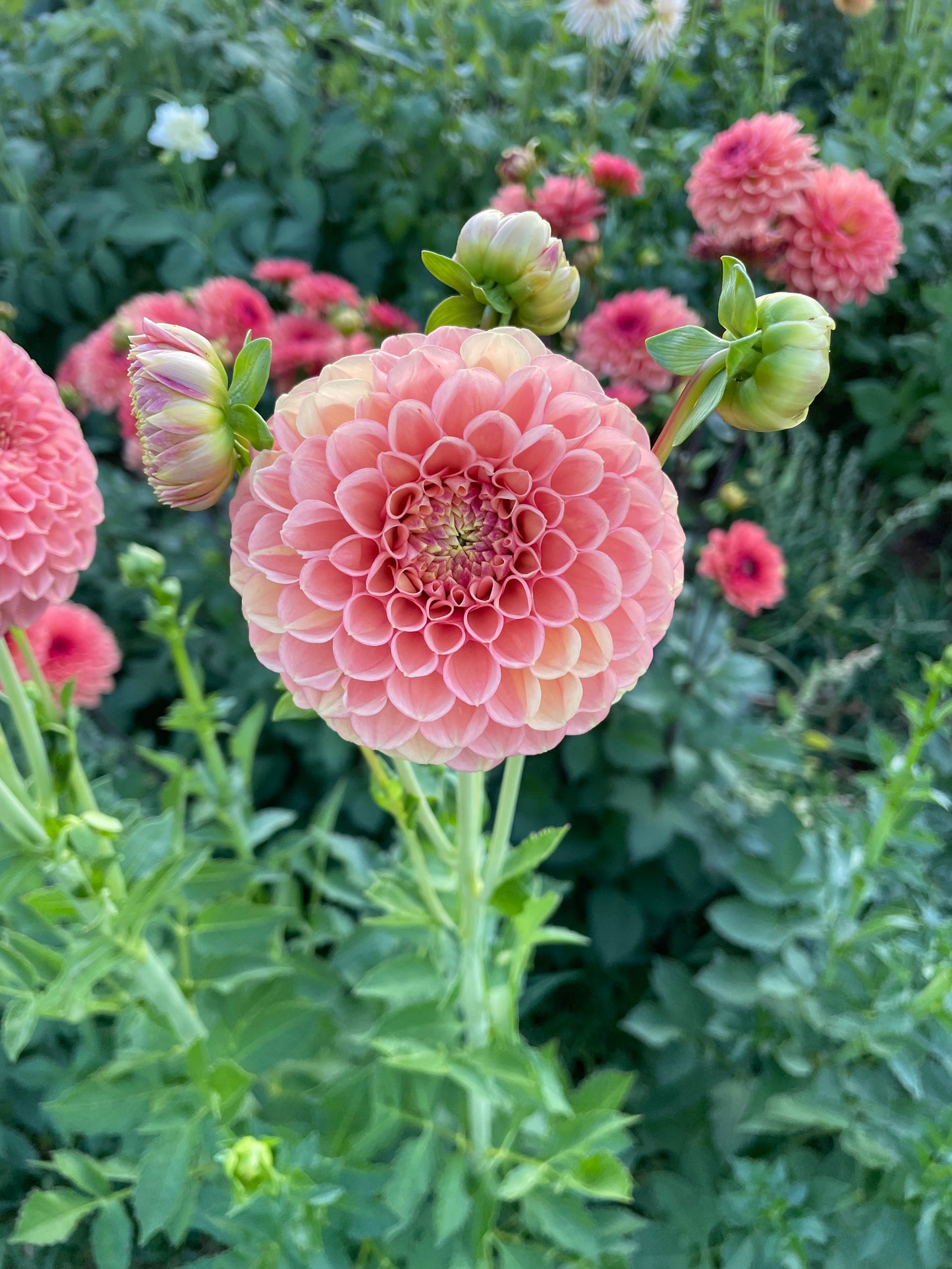 Snoho Doris Dahlia Tuber