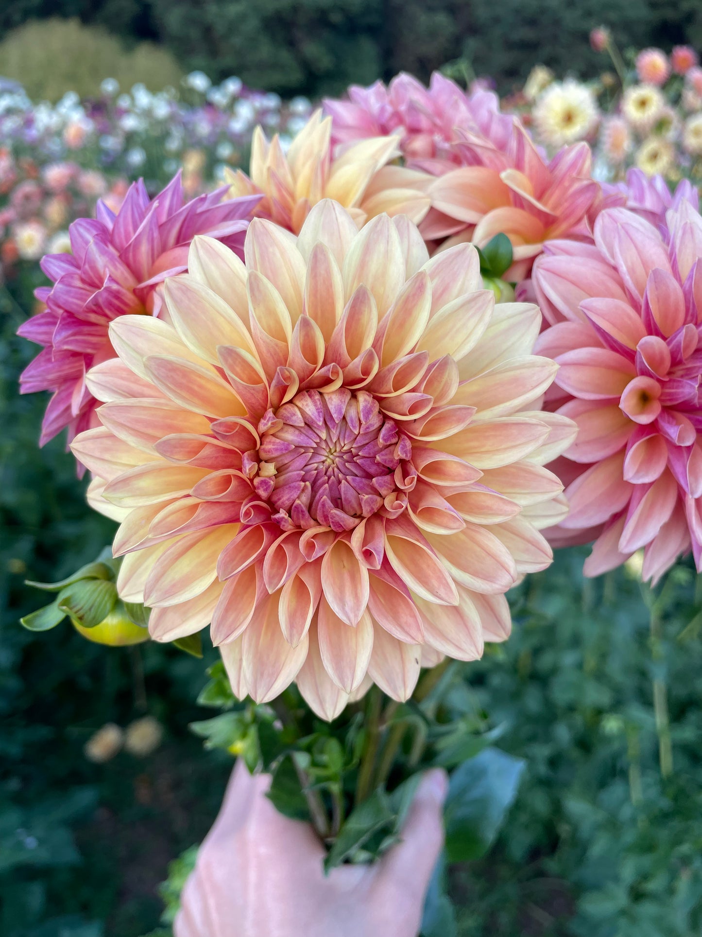 Miss Amara Dahlia Tuber