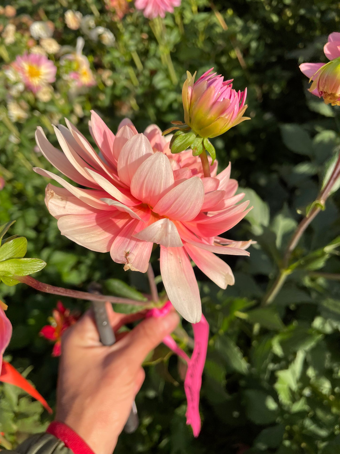 Gerrie Hoek Dahlia Tuber
