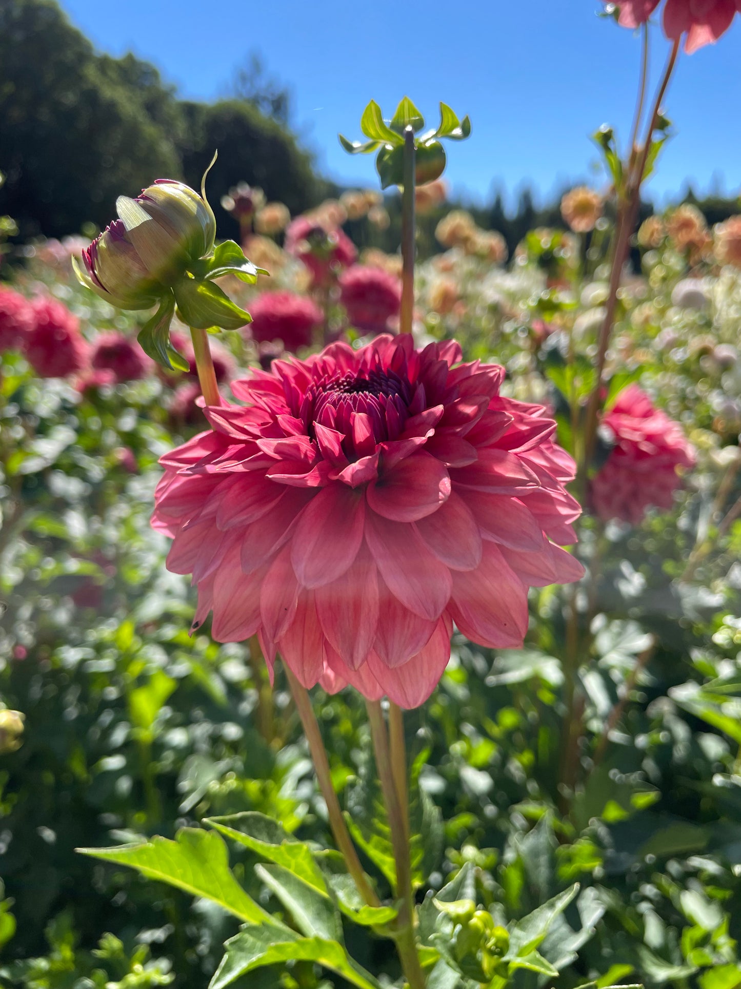 Mystique Dahlia Tuber