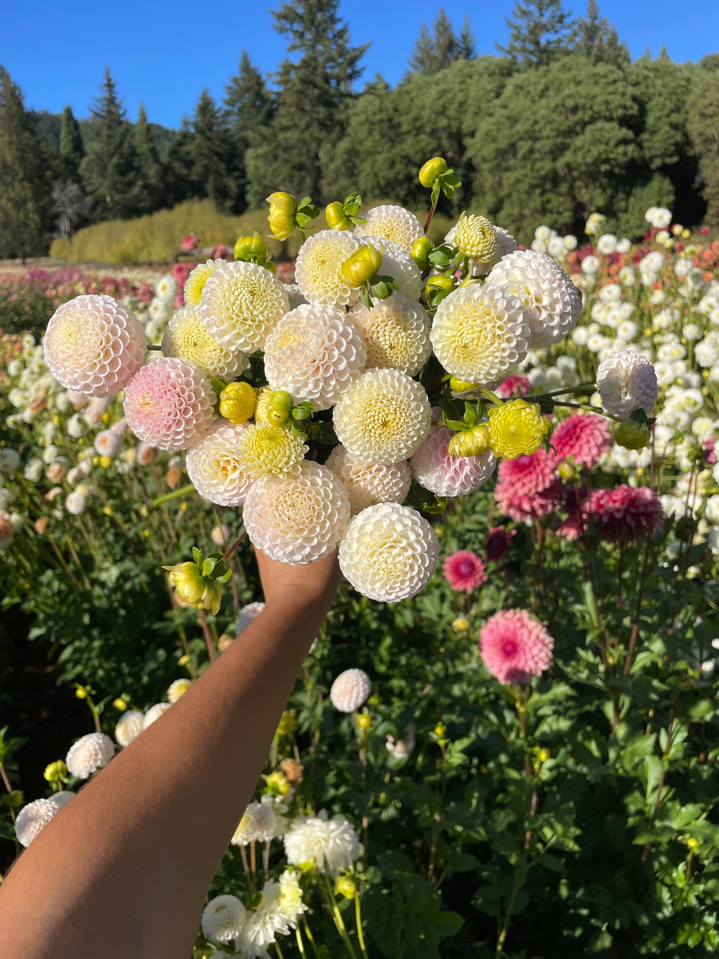 Small World Dahlia Tuber
