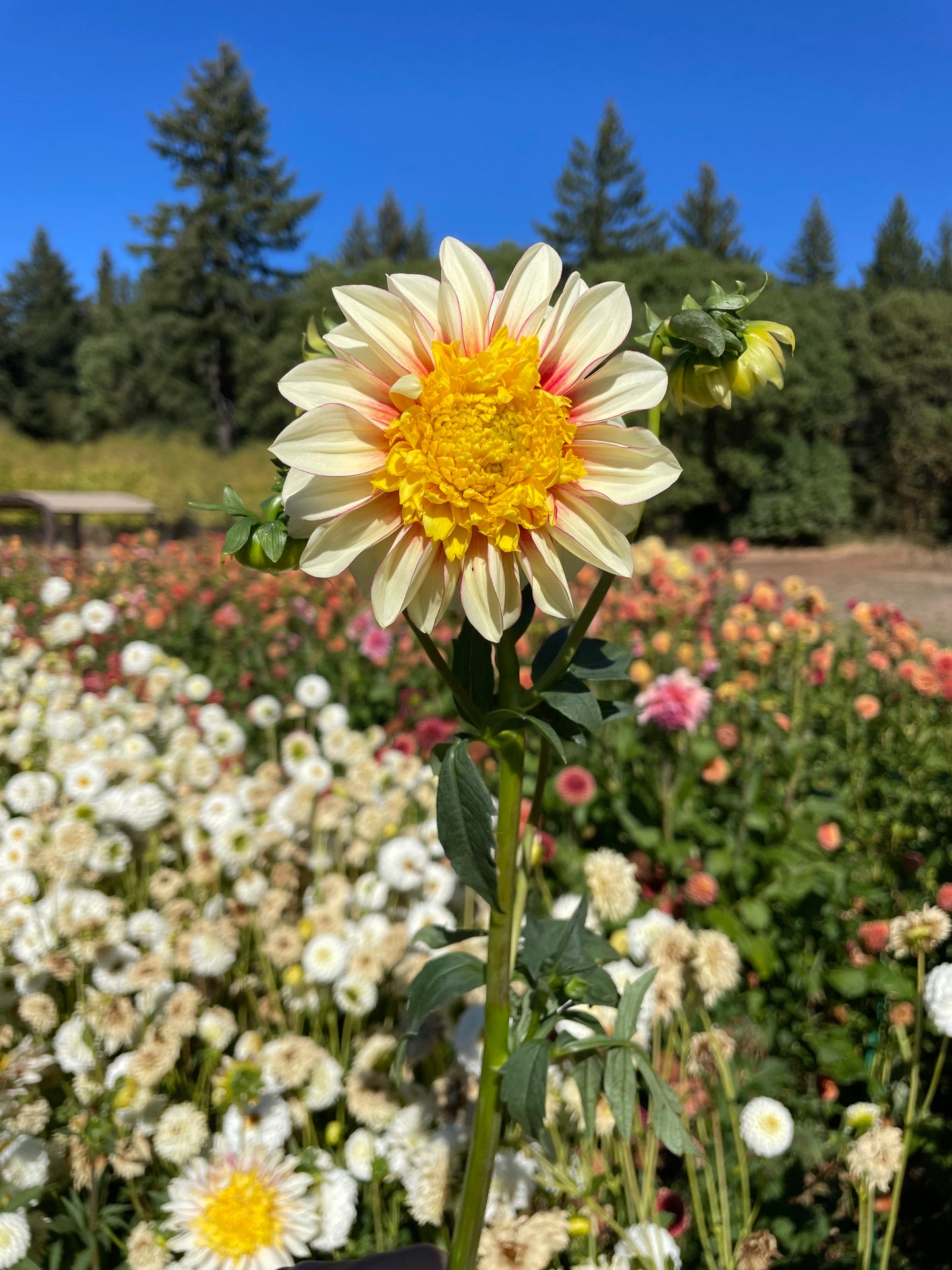 Polka Dahlia Tuber
