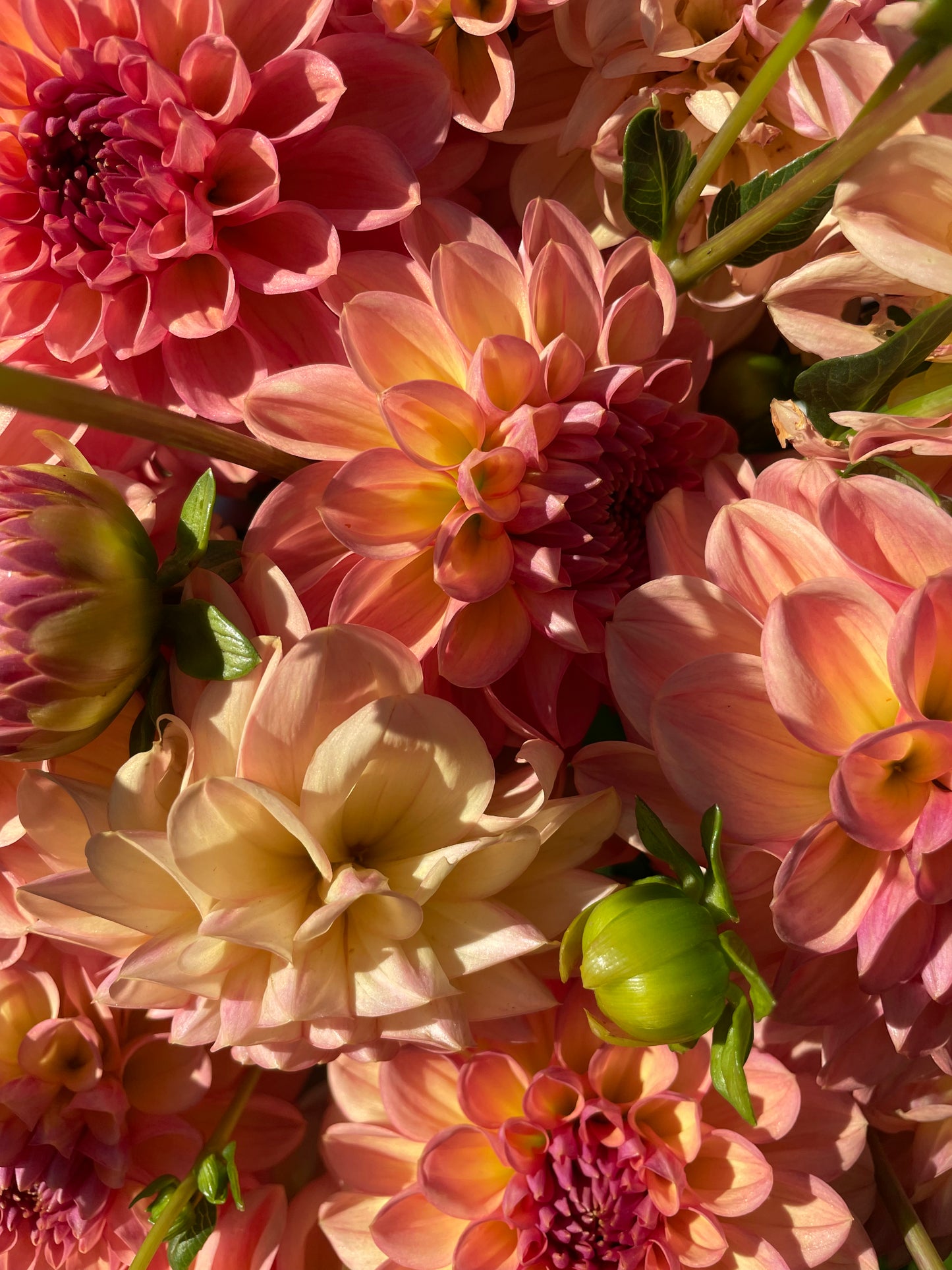 Lark's Ebbe Dahlia Tuber