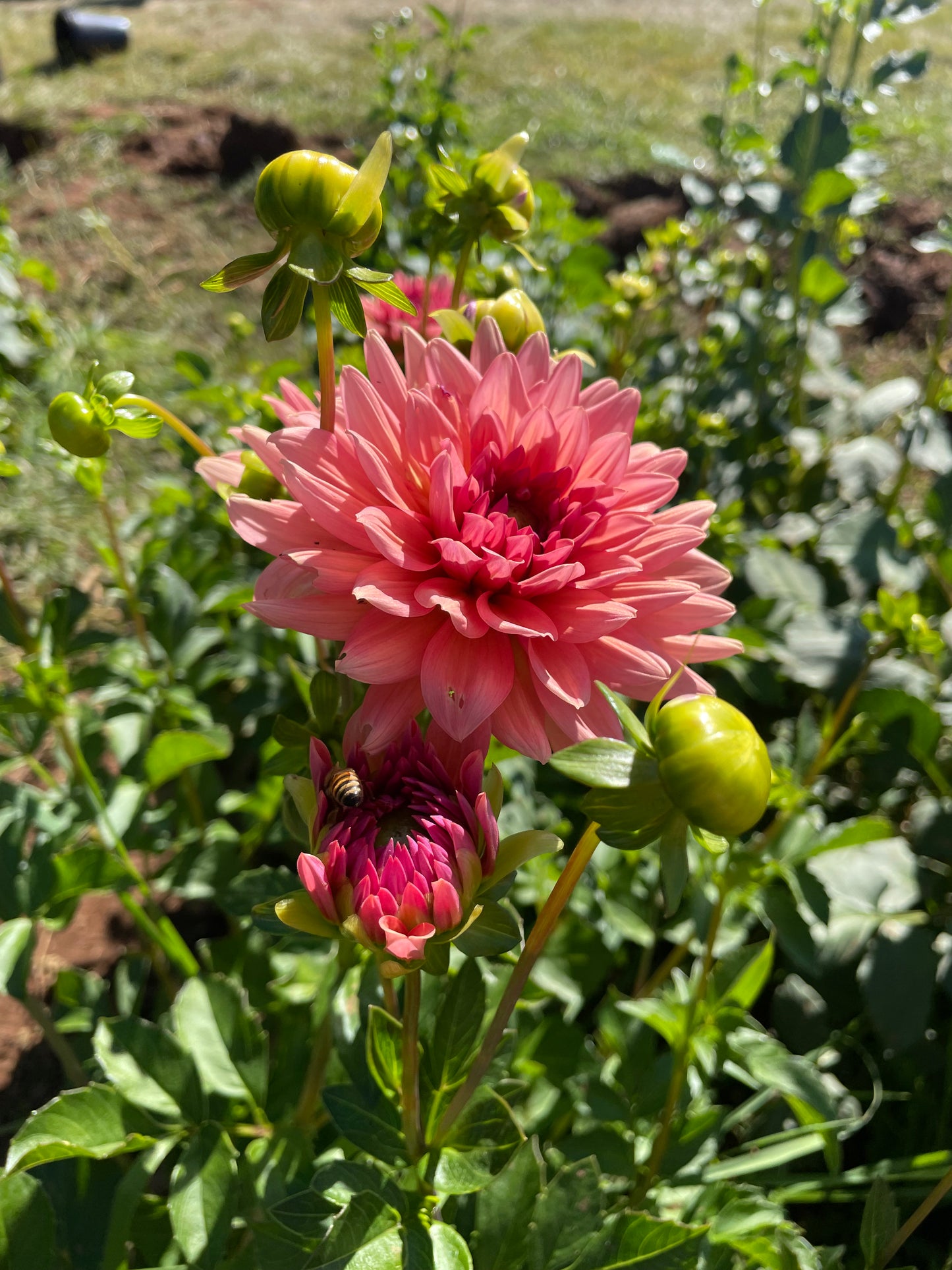 Preference Dahlia Tuber
