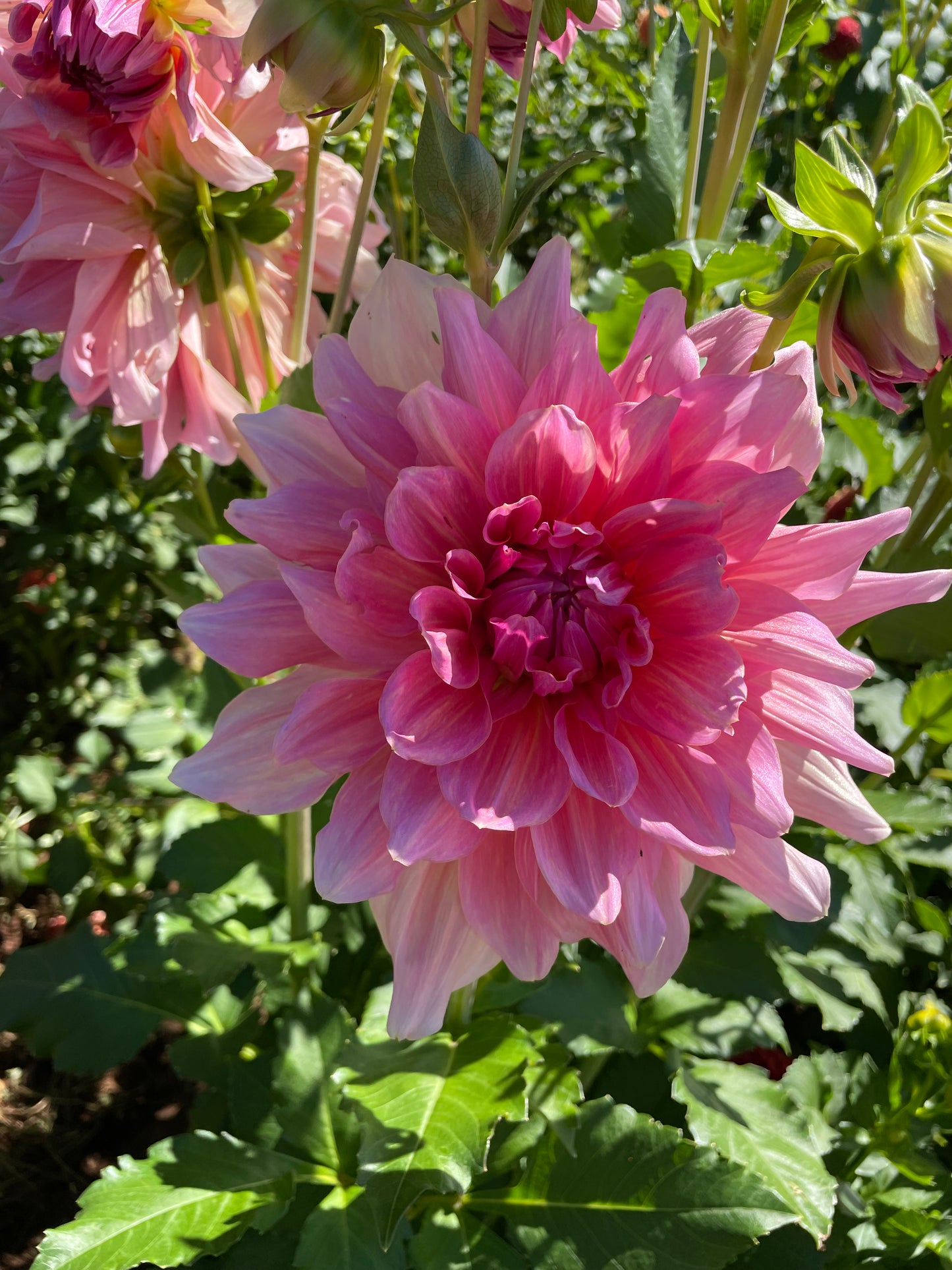 Otto's Thrill Dahlia Tuber