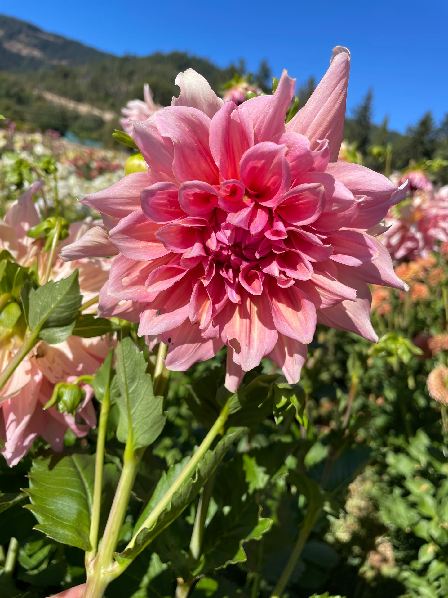 Otto's Thrill Dahlia Tuber