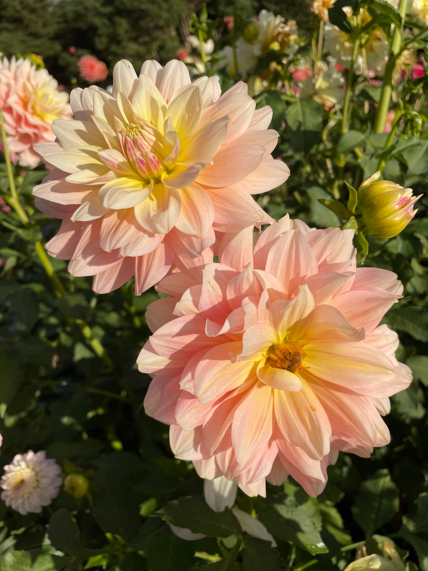 Sheer Heaven Dahlia Tuber