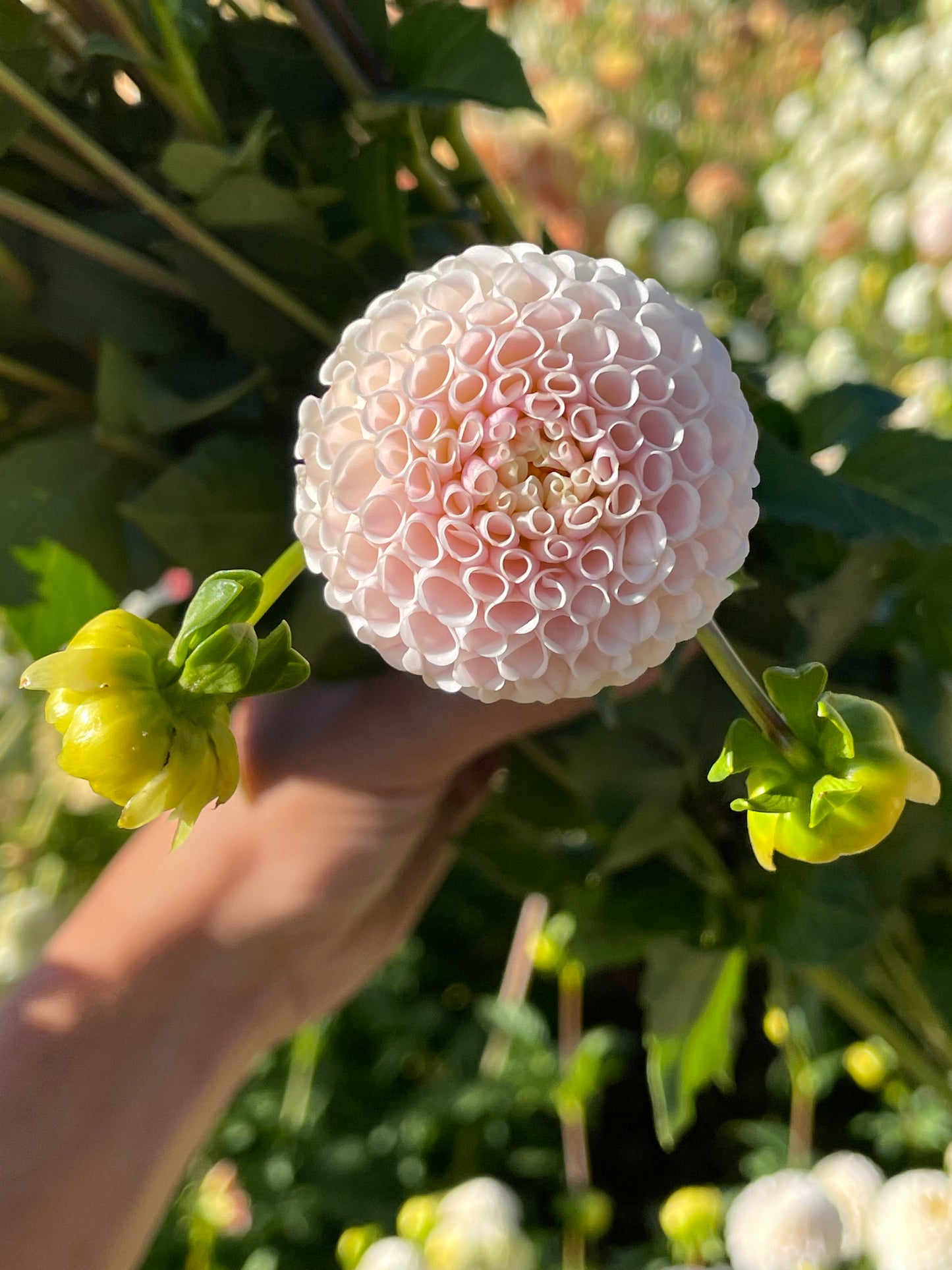 Small World Dahlia Tuber