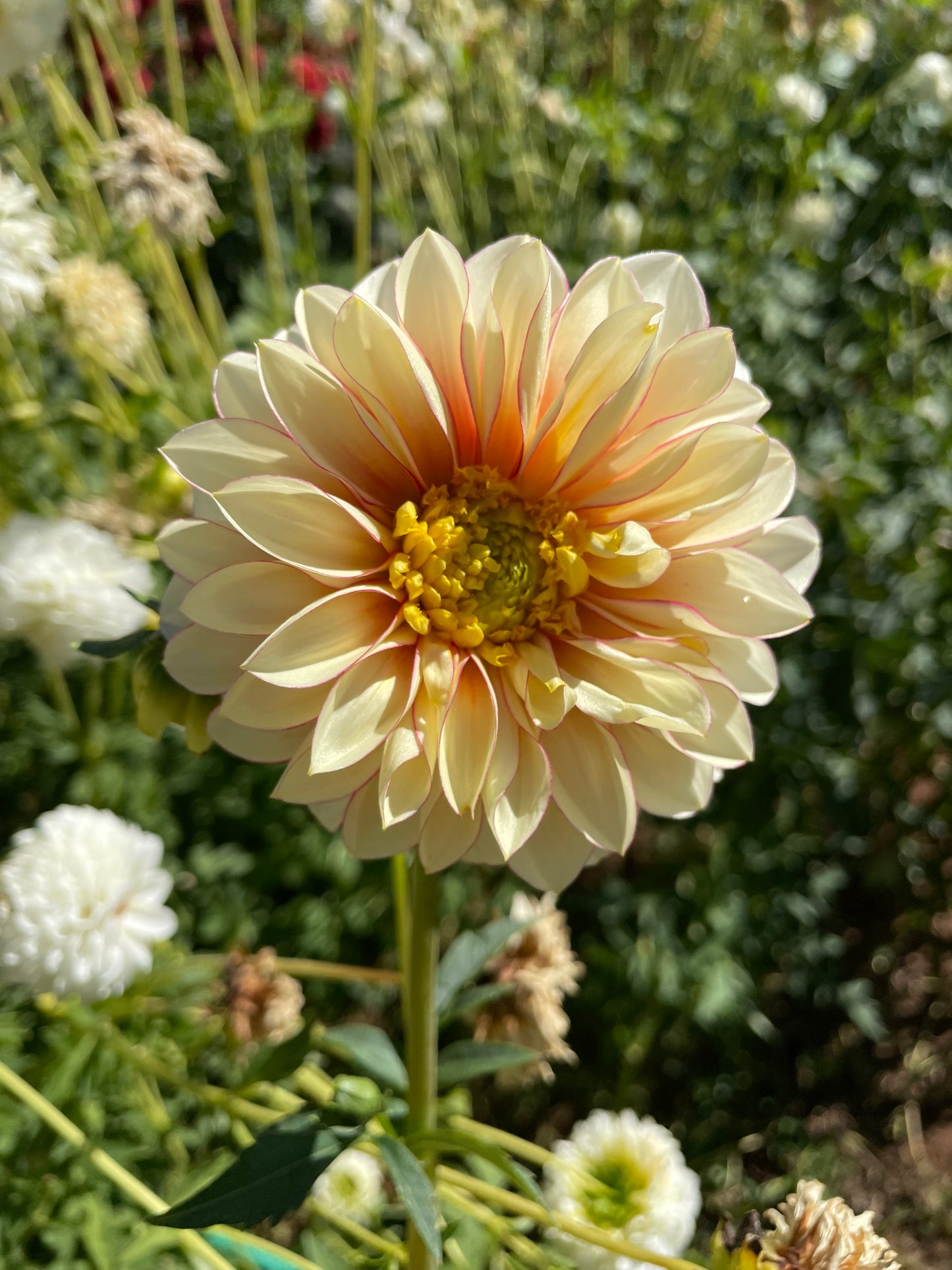 Polka Dahlia Tuber