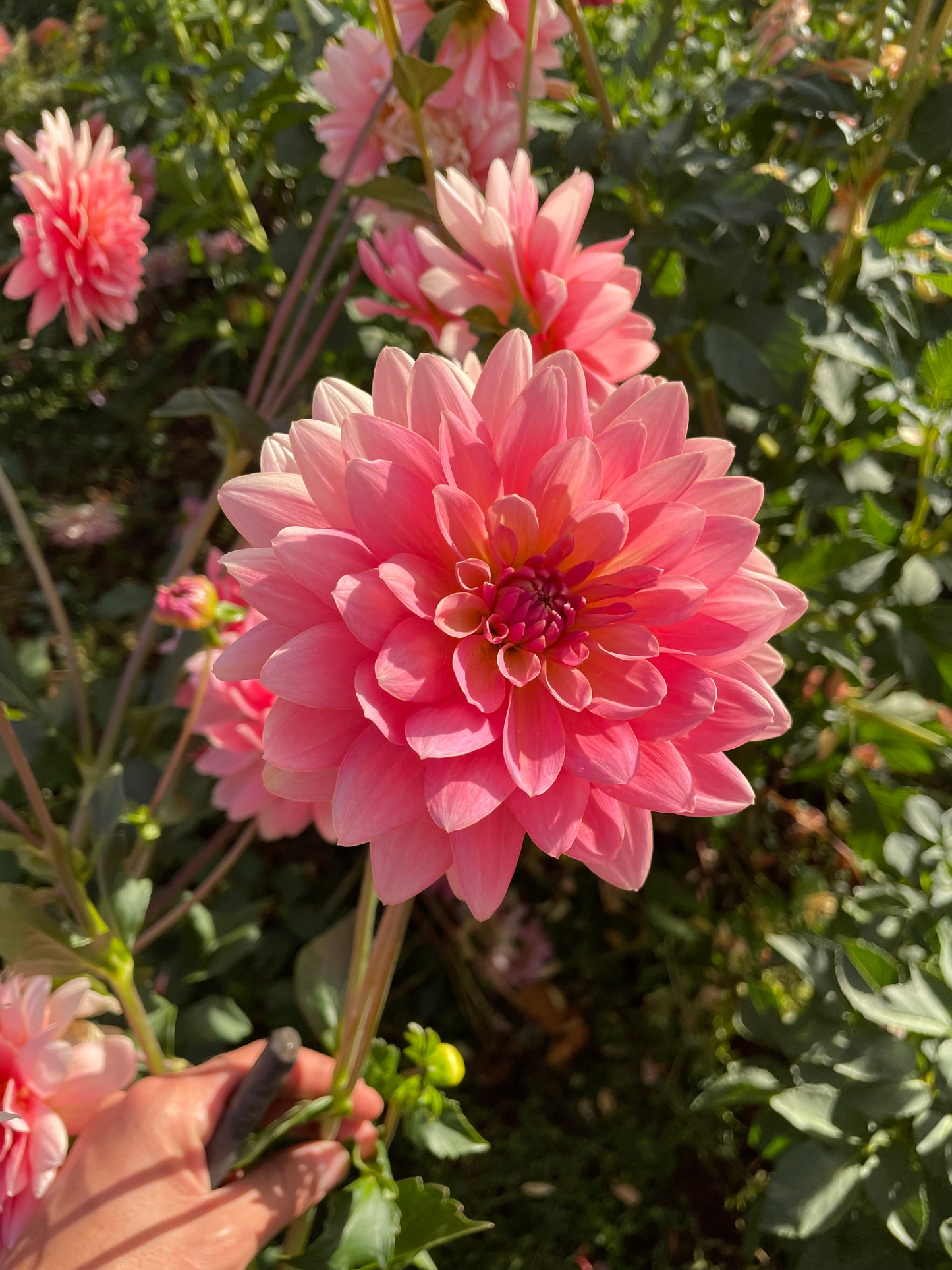 Gerrie Hoek Dahlia Tuber