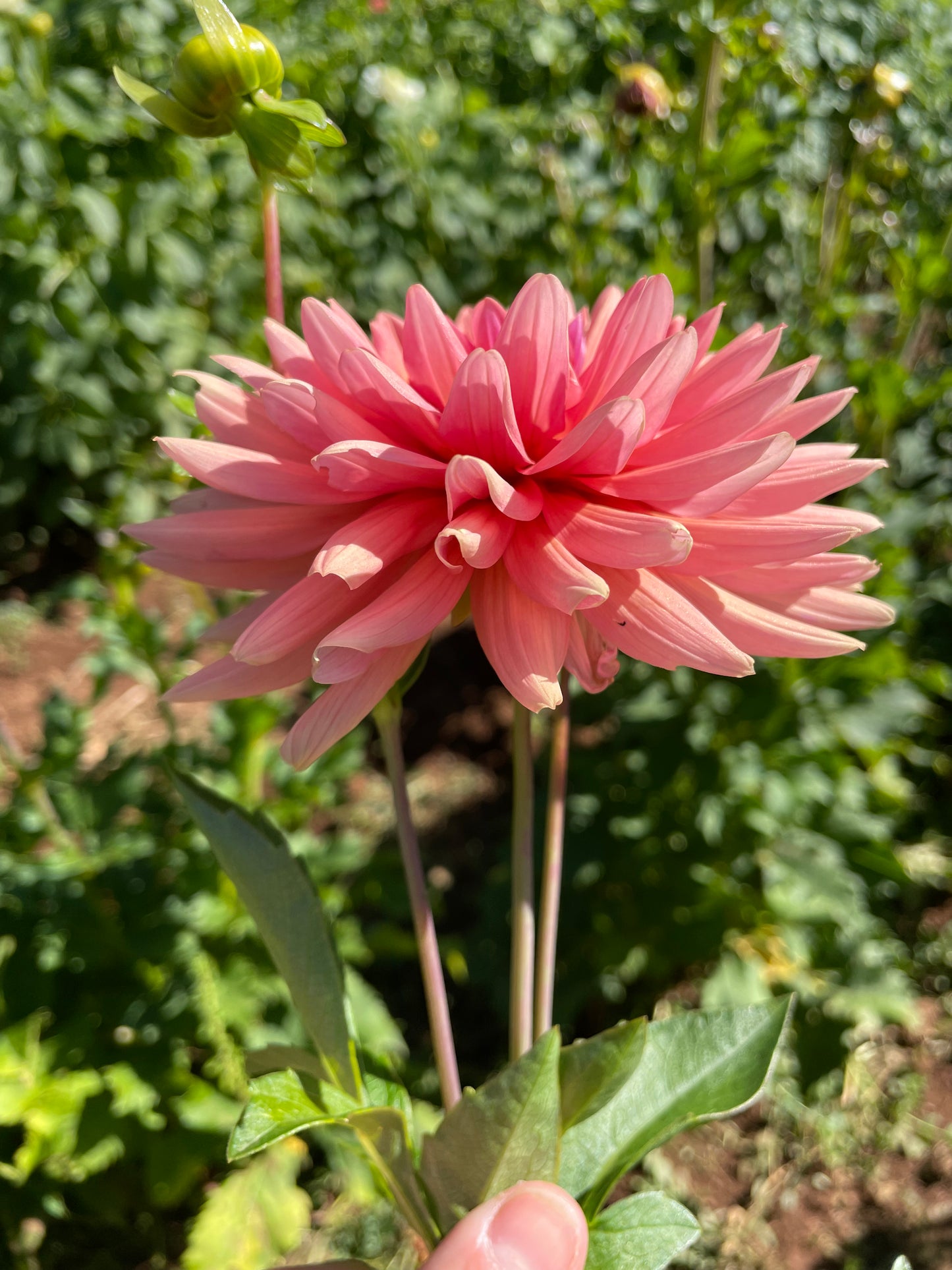Preference Dahlia Tuber