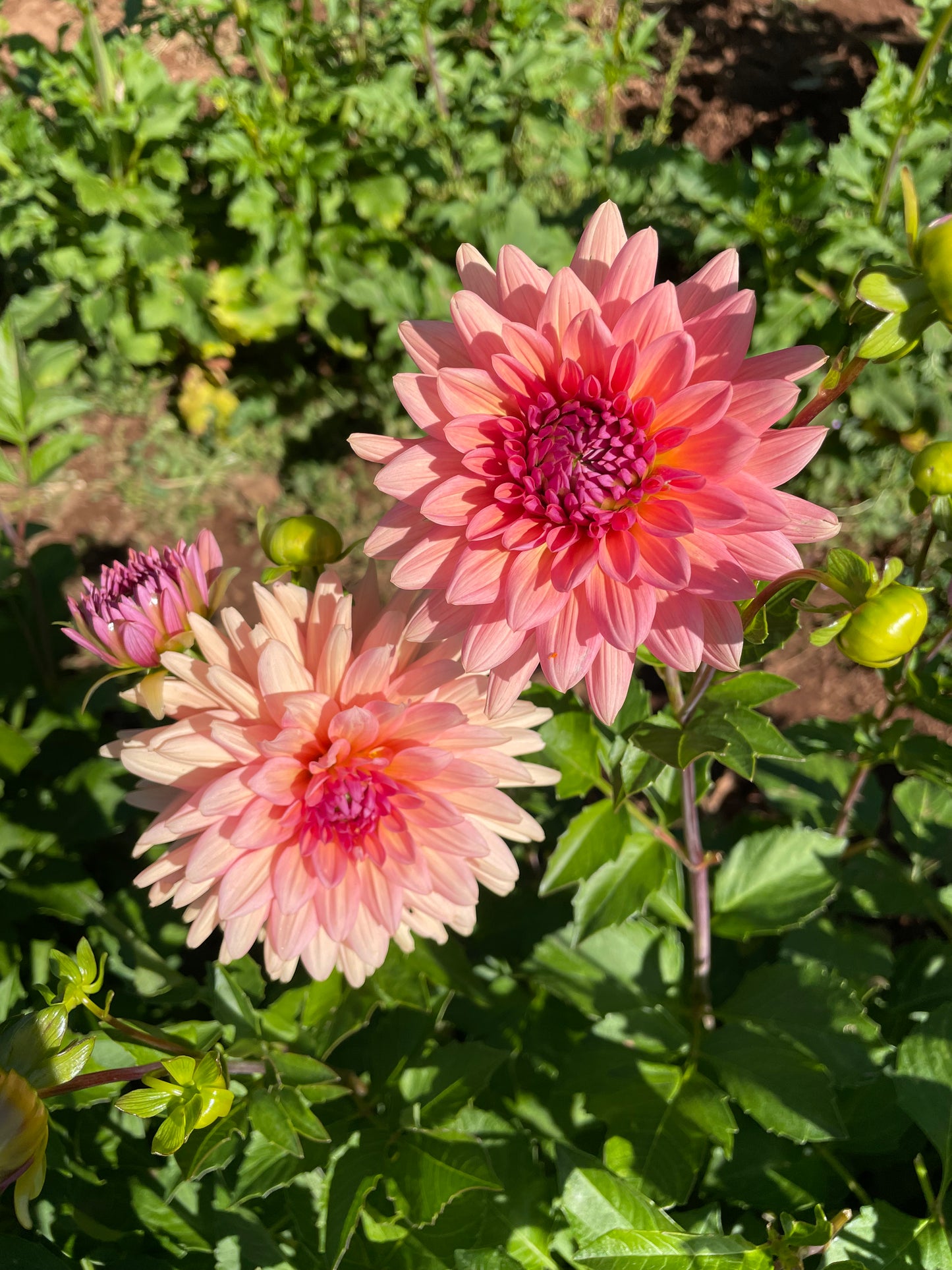Preference Dahlia Tuber