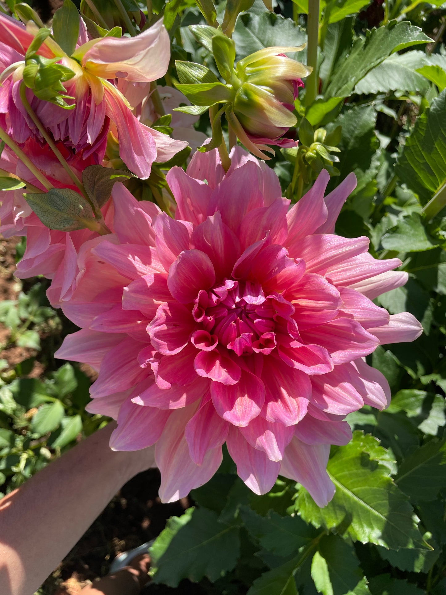 Otto's Thrill Dahlia Tuber