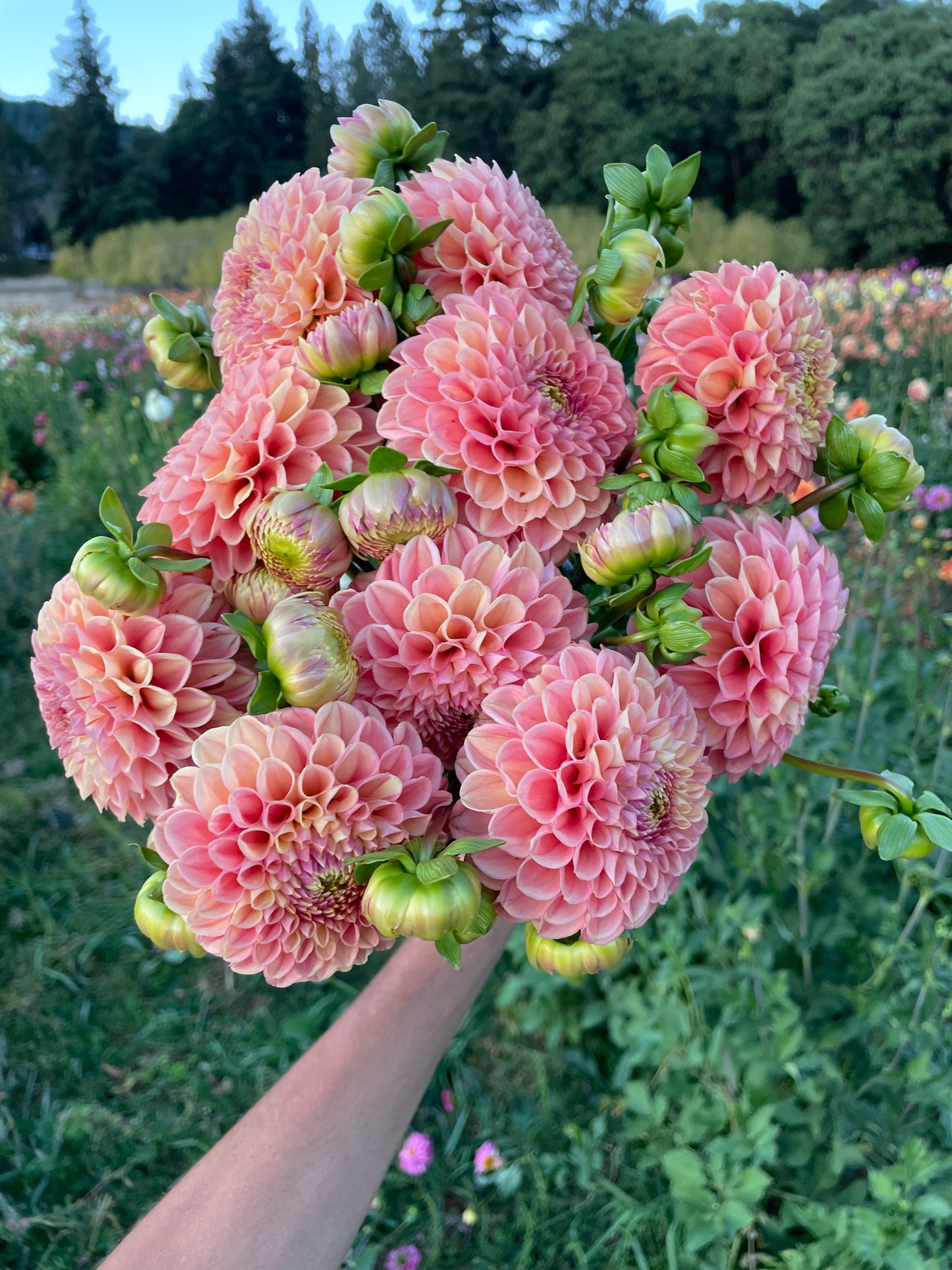 Snoho Doris Dahlia Tuber